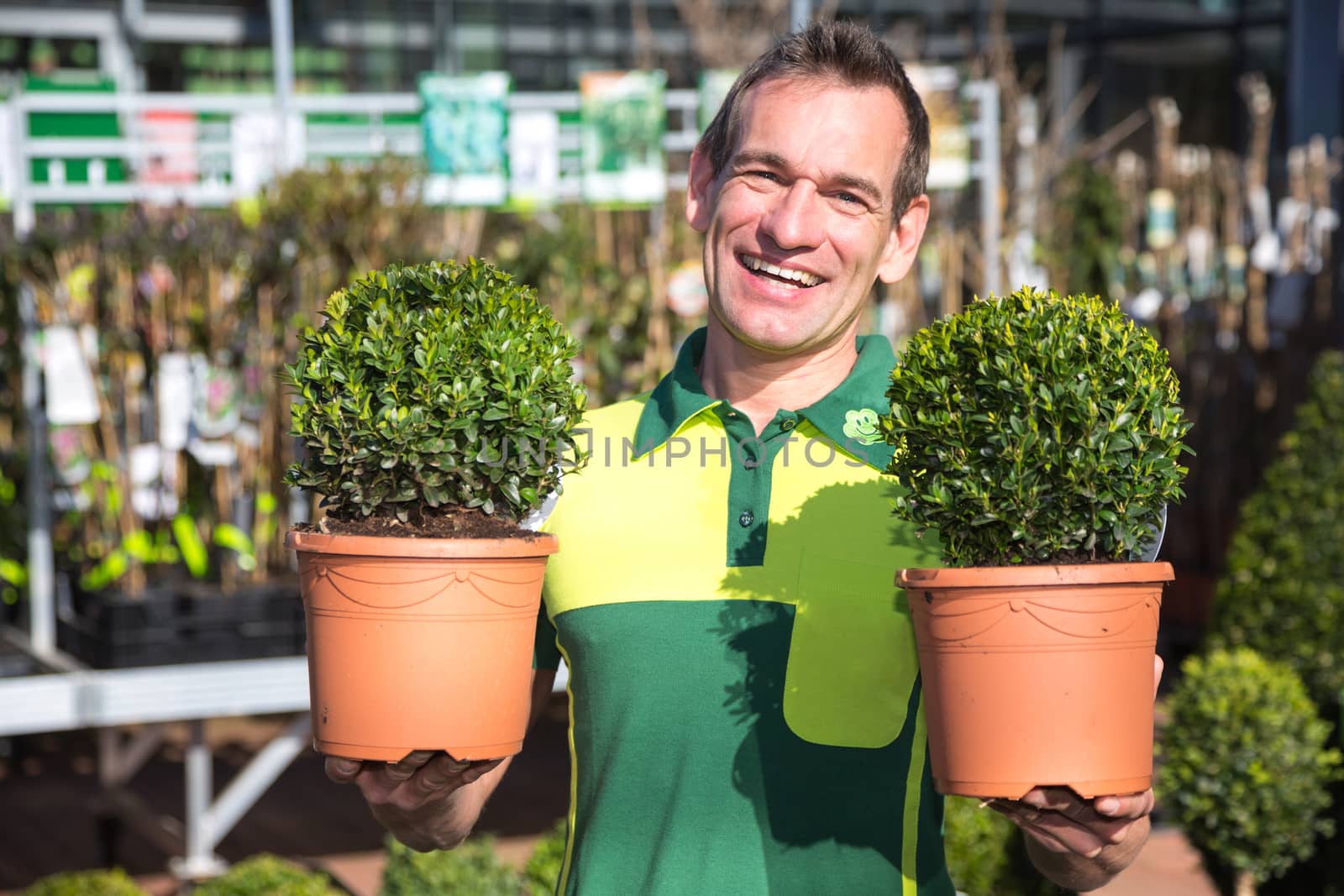 Gardener or employee at garden center posing with two boxtrees