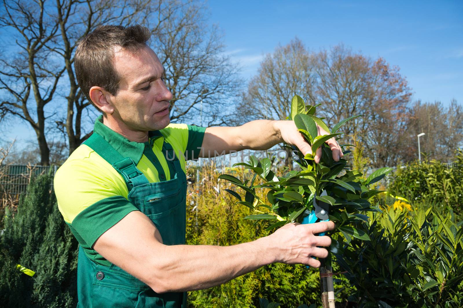 Gardener pruning a tree or plant in nursery