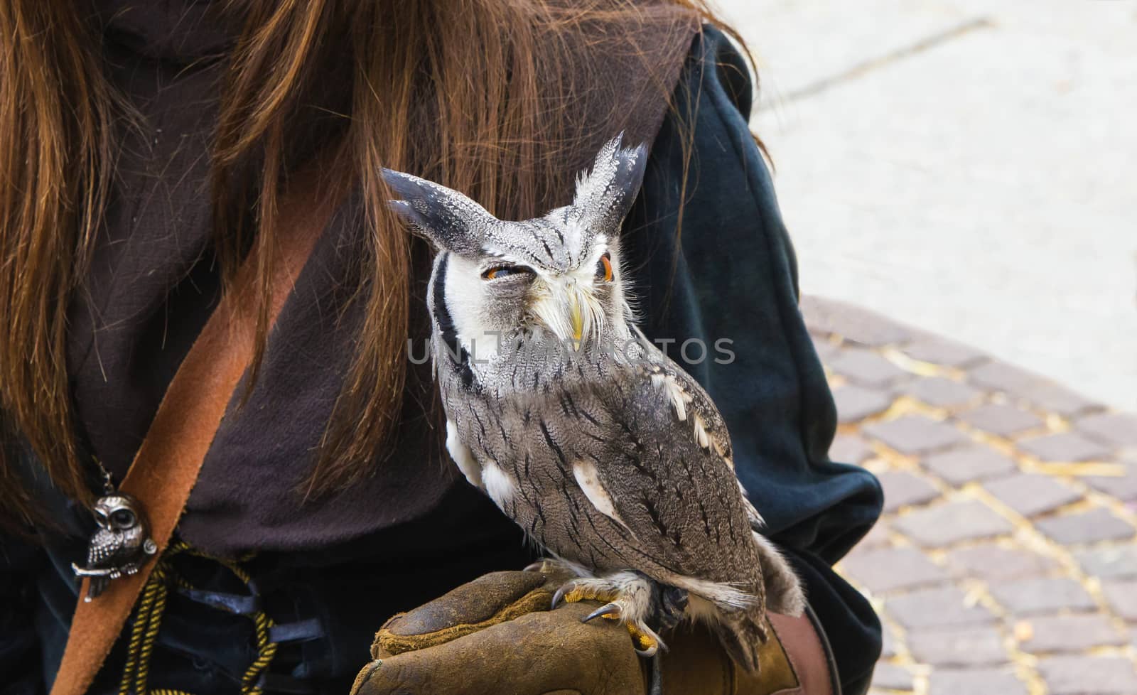 The grumpy little owl by huntz