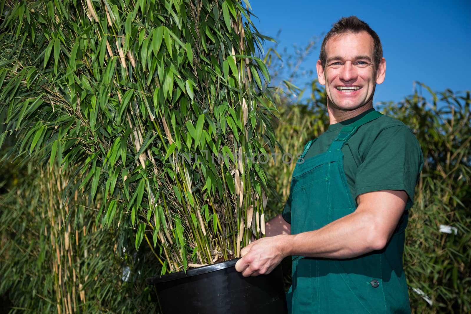 Gardener posing with potted bamboo plant in nursery