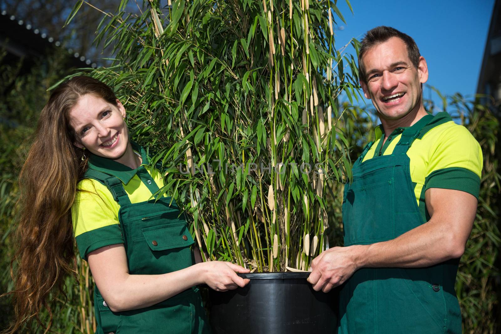 Gardeners posing with potted bamboo plant at nursery by ikonoklast_fotografie