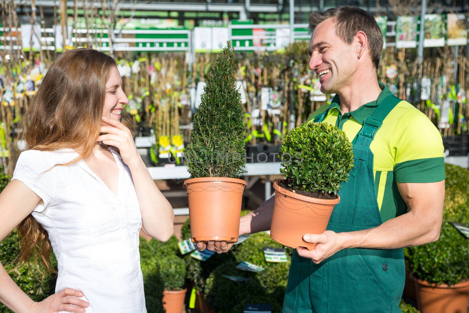 Gardener at garden center or nursery presenting different boxtrees to customer