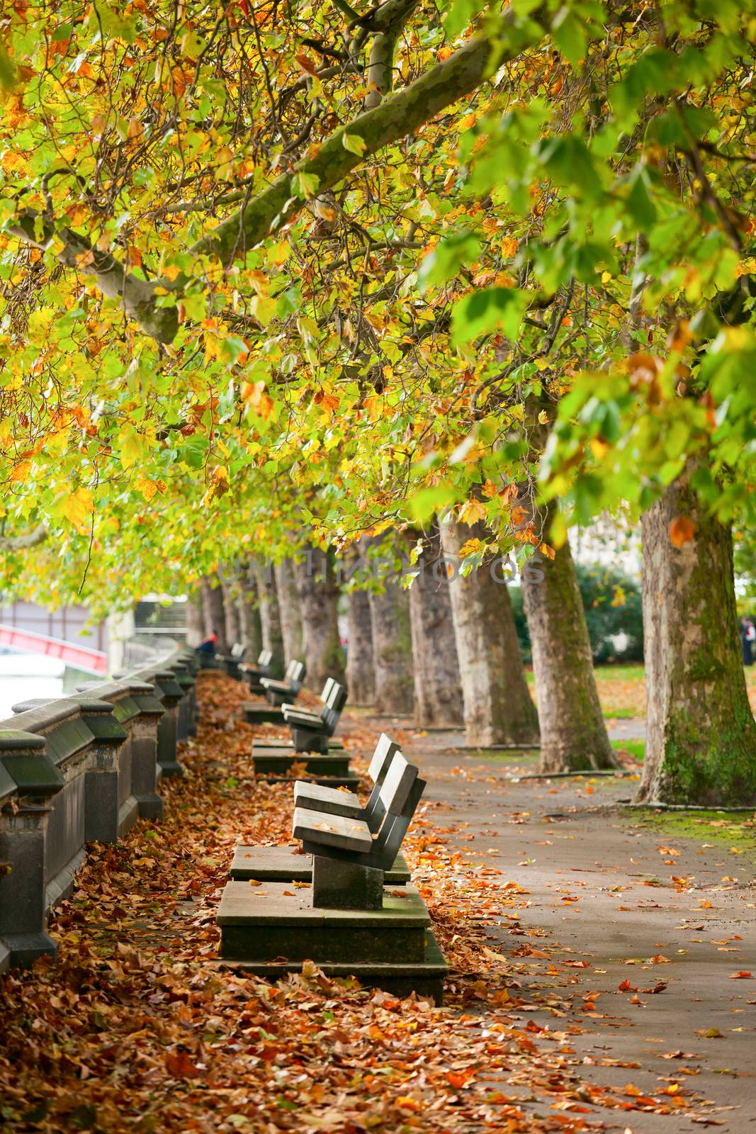 Benches on the Thames in Victoria Tower Gardens park in London