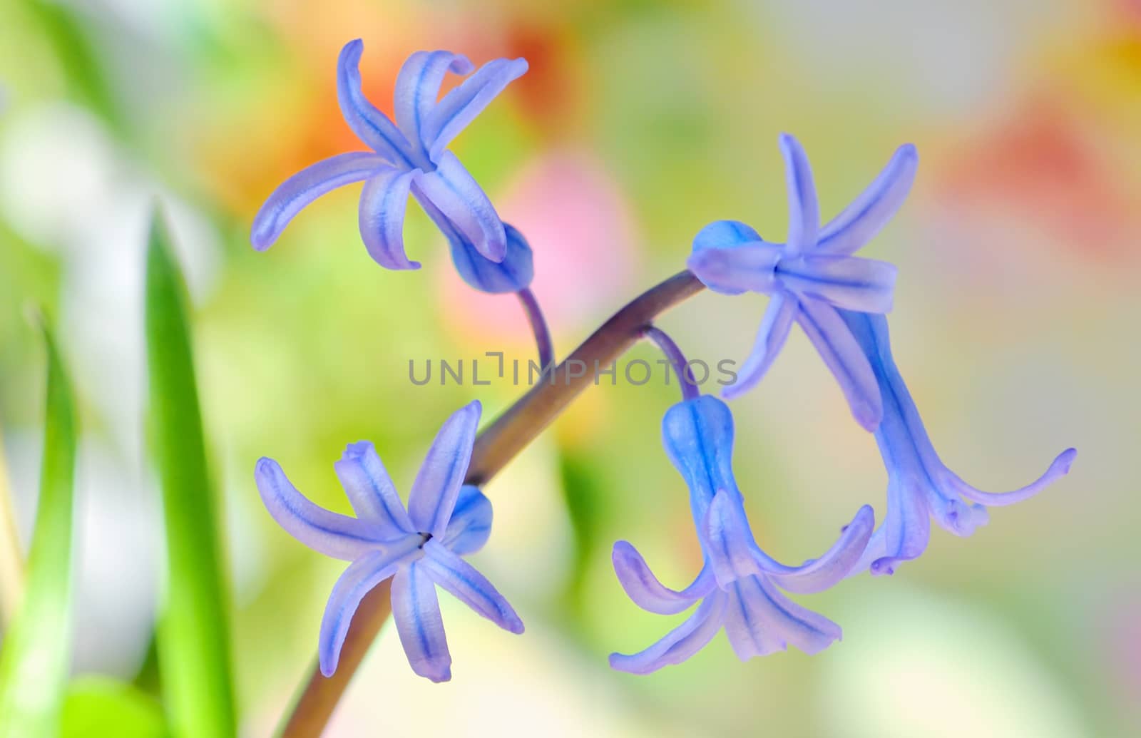 hyacinth flower in the garden