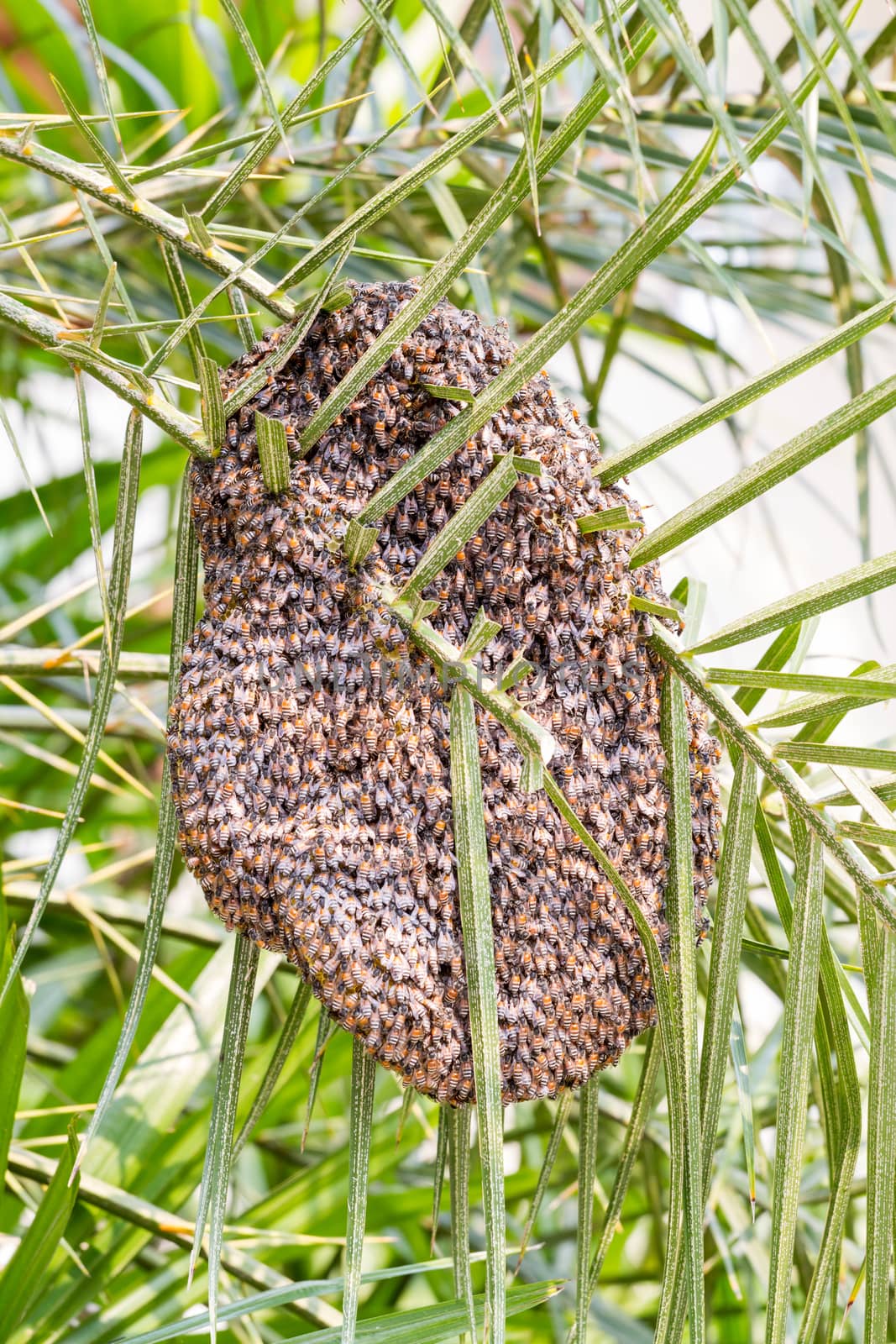 beehive on leaf of palm tree