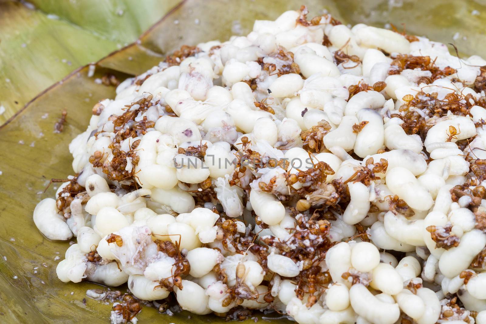 cooked red ant and egg on banana leaf - expensive food in Thailand