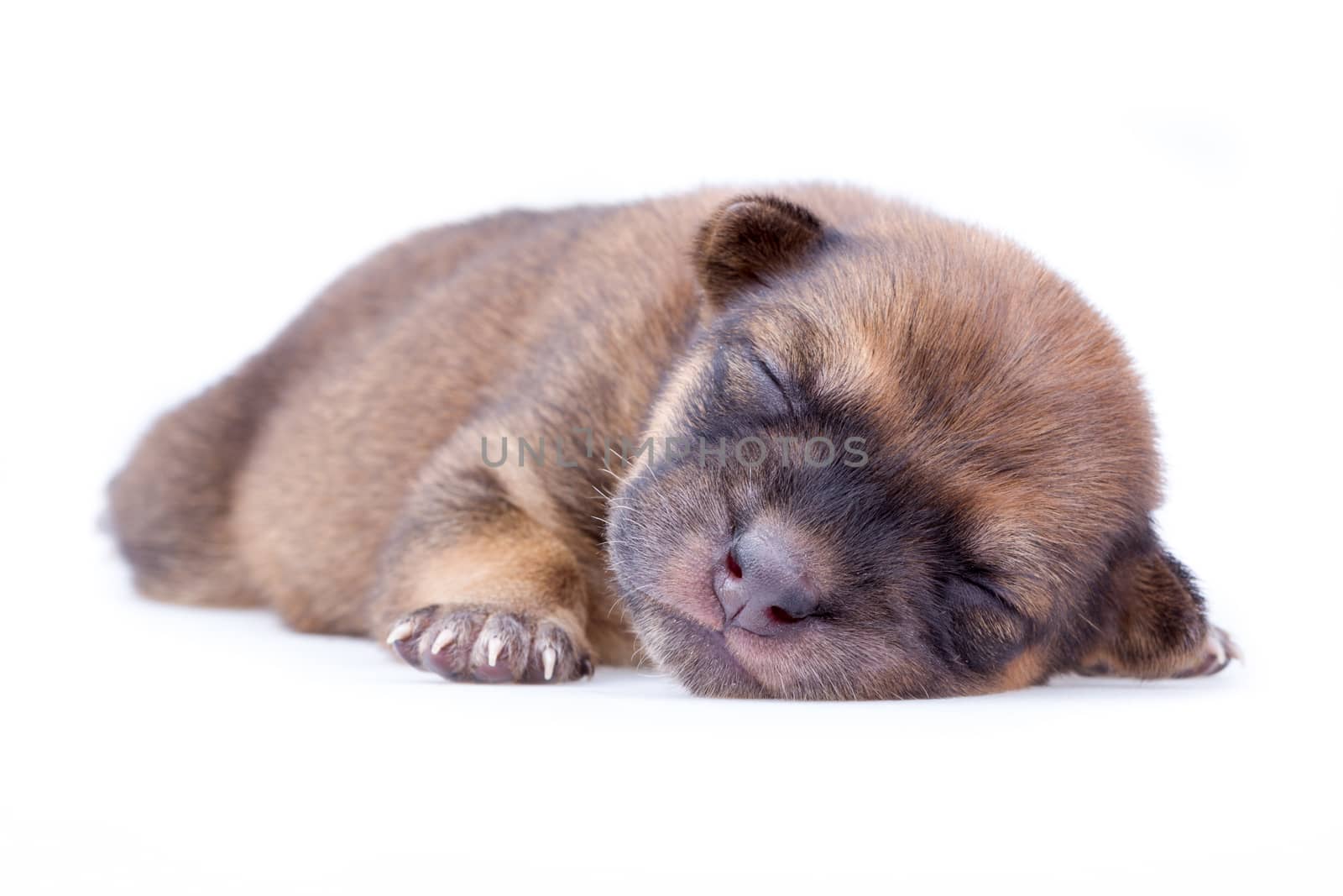 sleeping brown puppy on white background