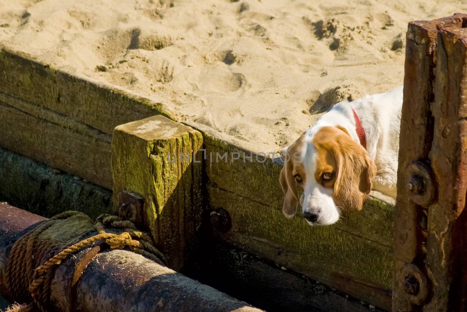 cute puppy dog with droopy eyes on a sandy beach