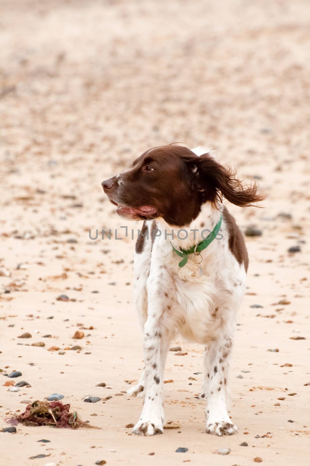 springer spaniel dog on a stony beach