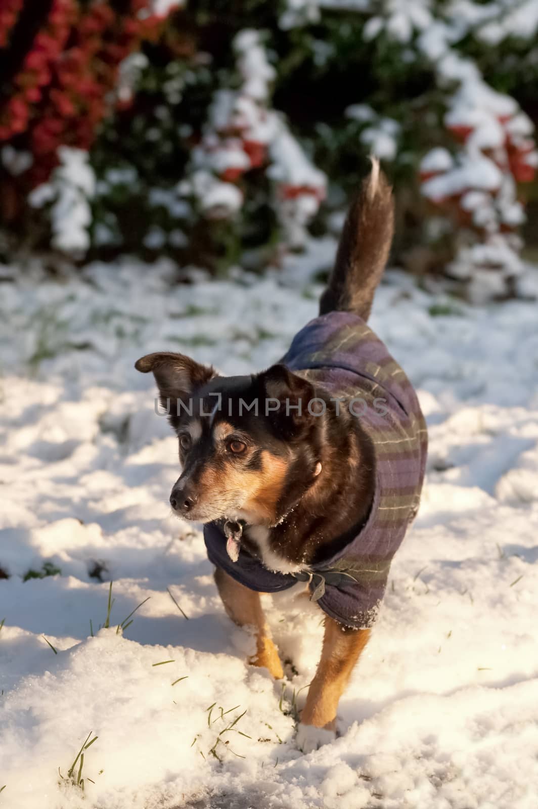 small dog in a coat playing in the snow