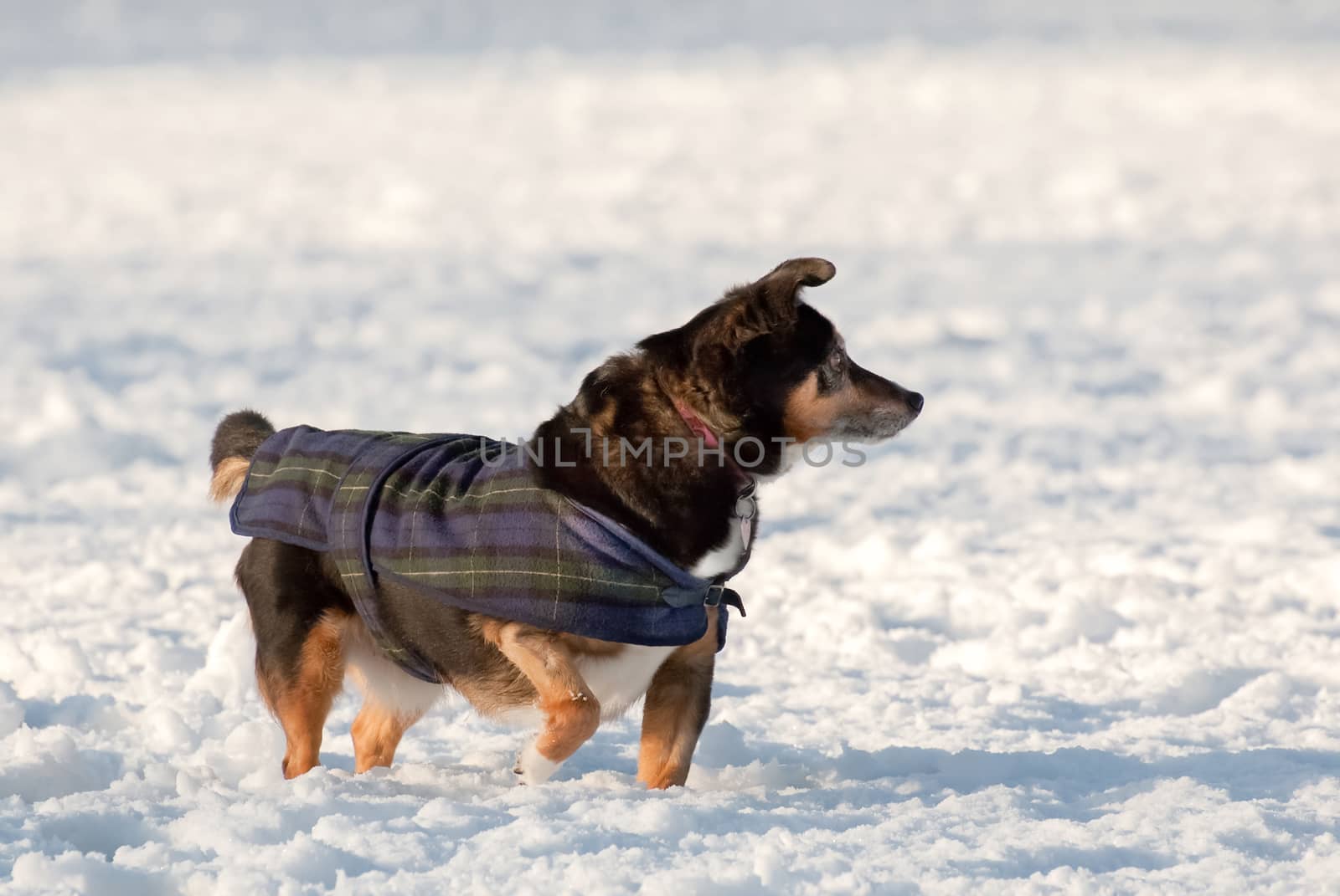 small cute dog in a coat playing in the snow