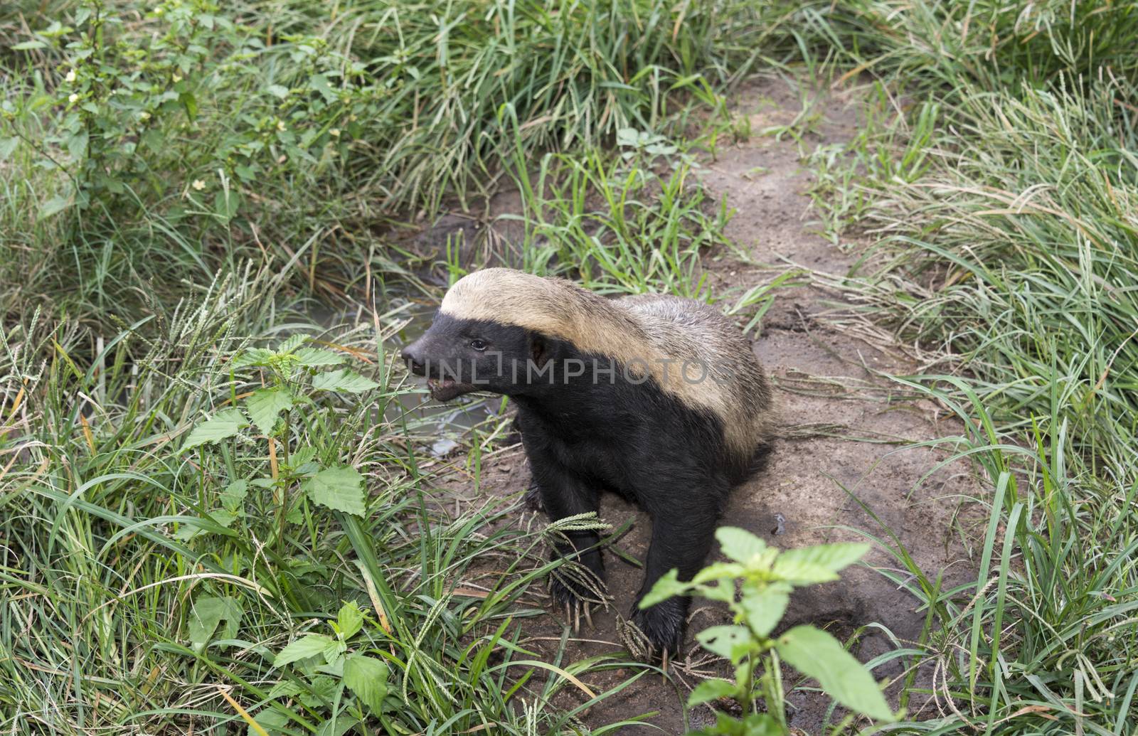african honey badger or Mellivora capensis