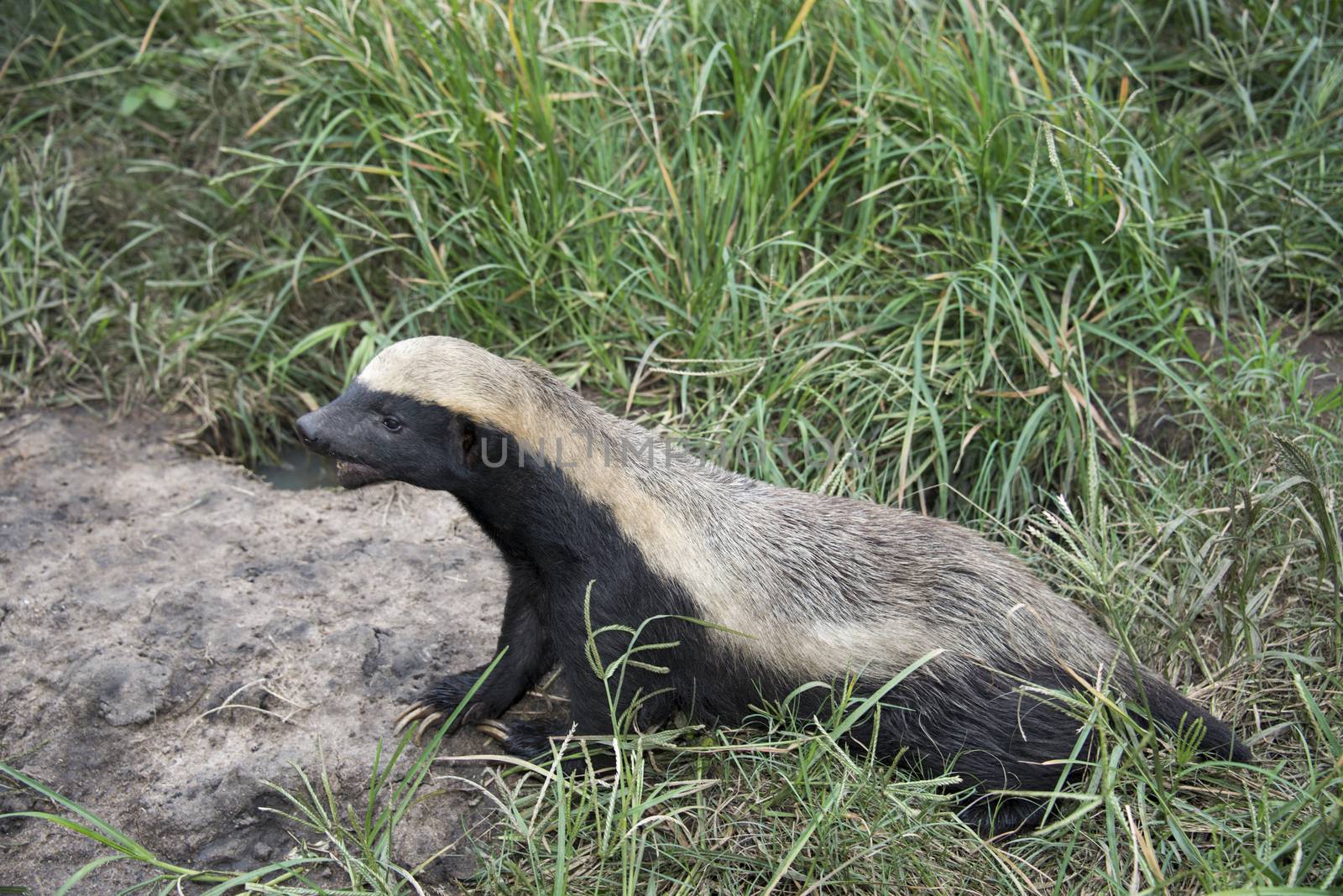 african honey badger or Mellivora capensis
