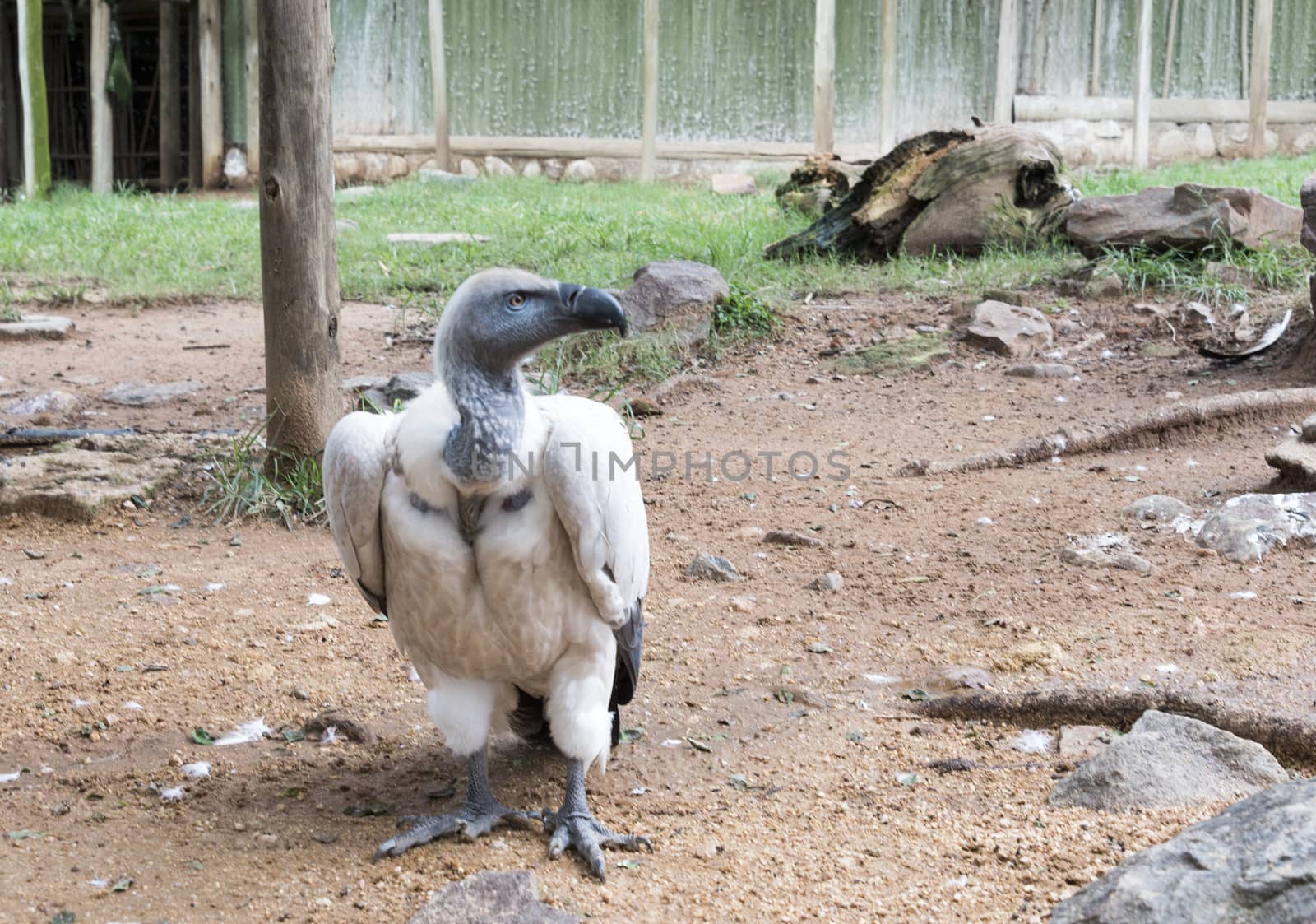 vulture in nature park south africa