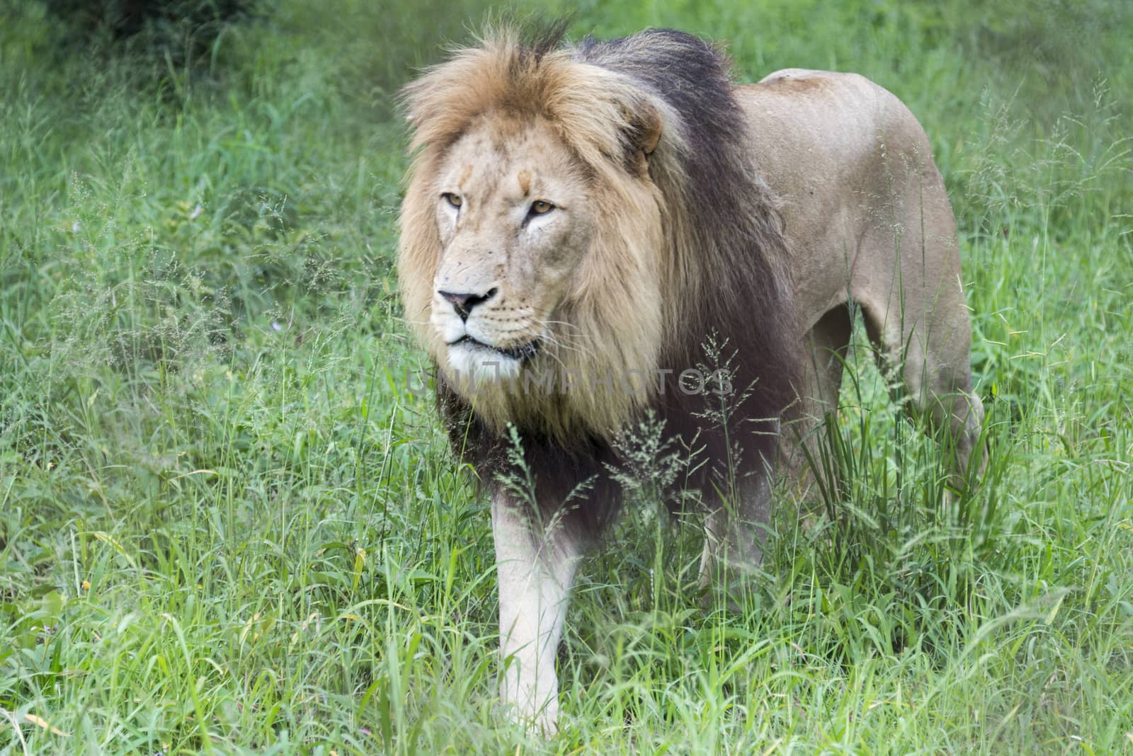 the male lion by compuinfoto