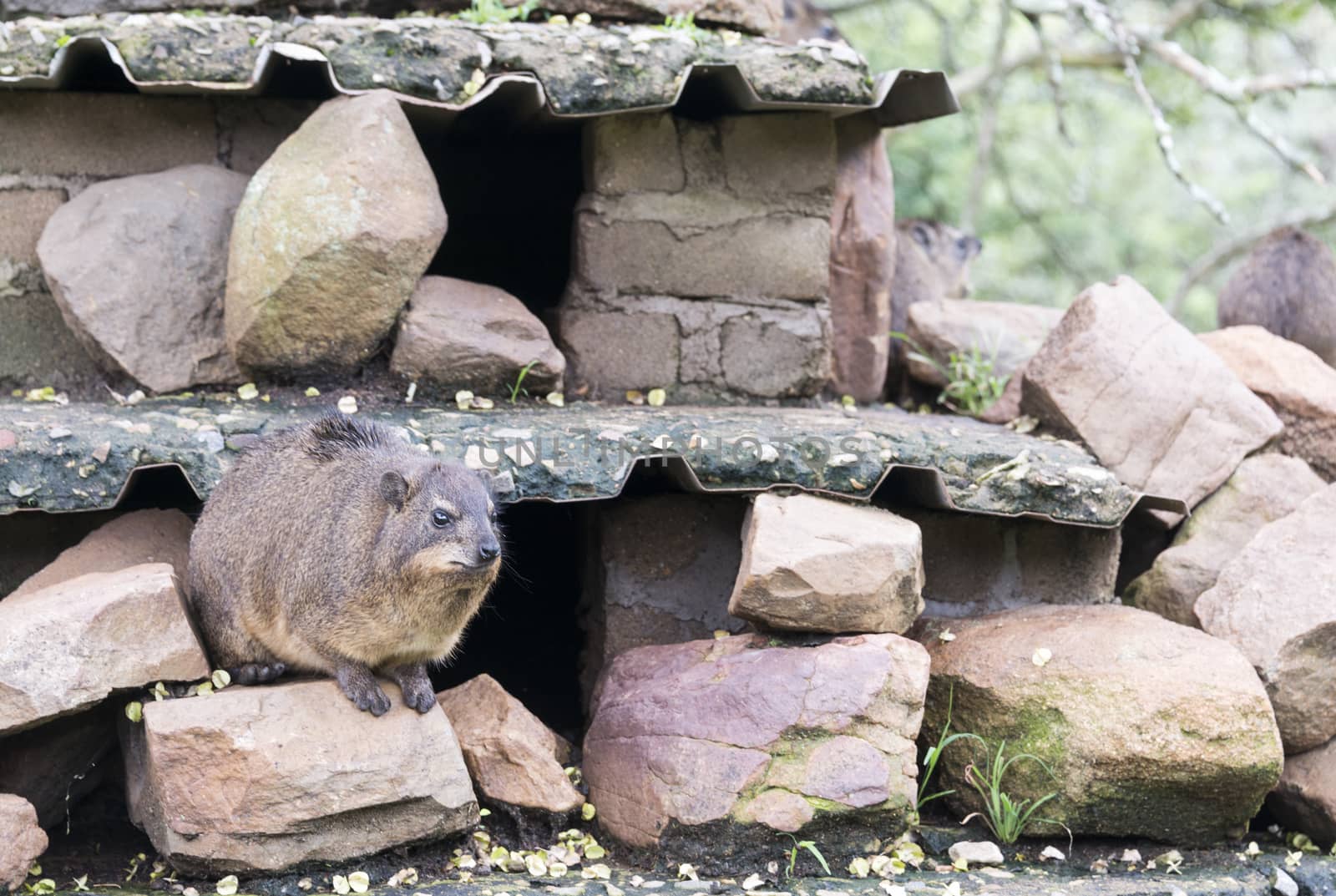 A Rock Hyrax, otherwise known as a Cape Hyrax and a Dassie, sitting on rocks in South Africa