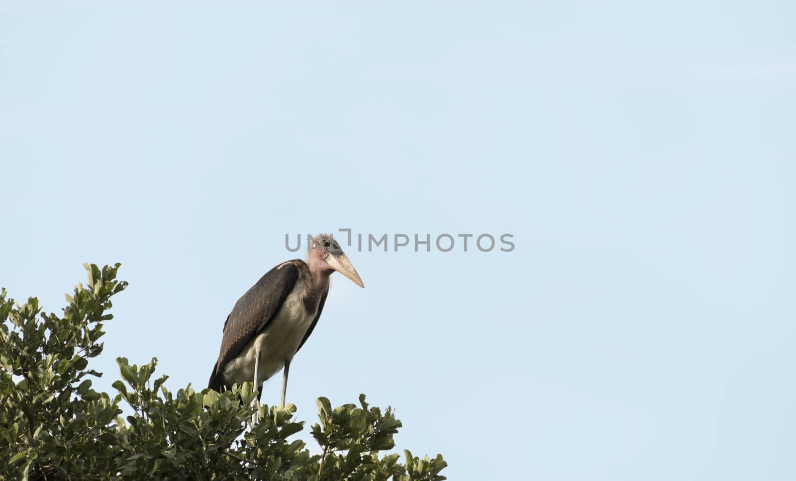 marabou bird in tree kruger national park south africa
