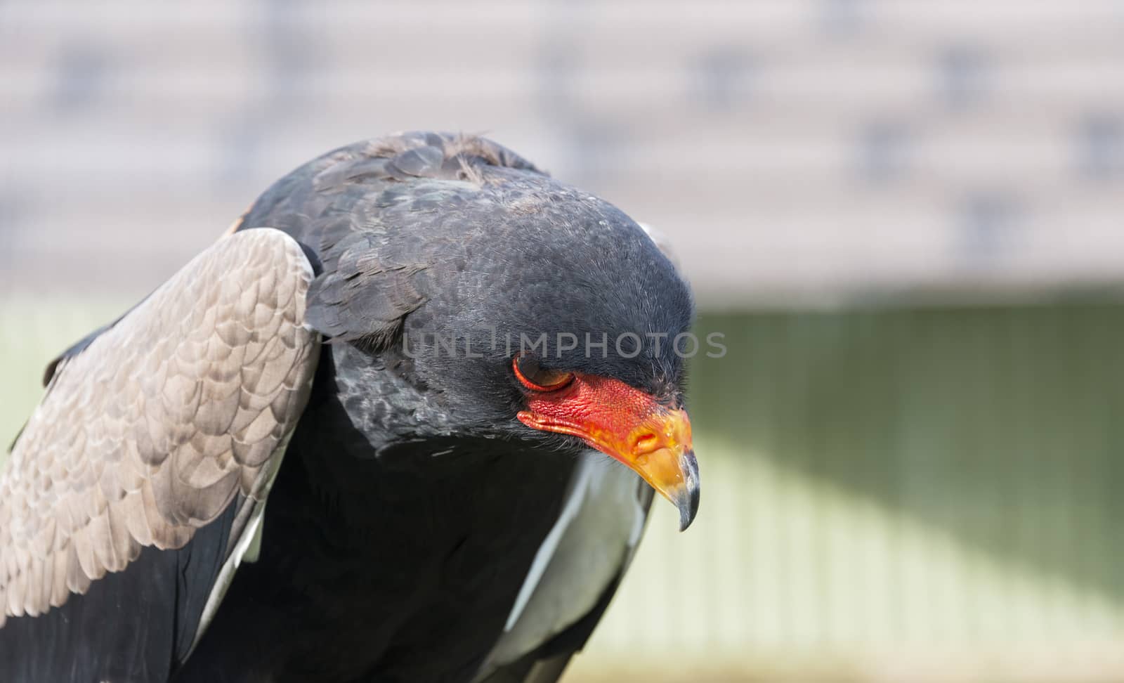 closeup of the bataleur bird