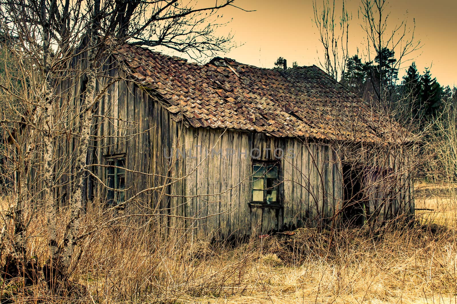 a old abandoned cabin in the forrest