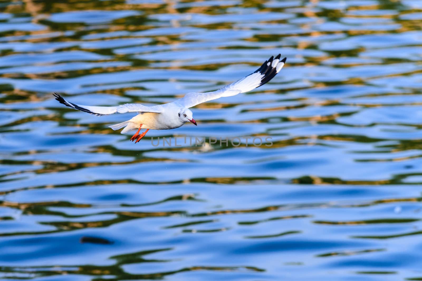 flying seagulls in action at Bangpoo Thailand by jakgree