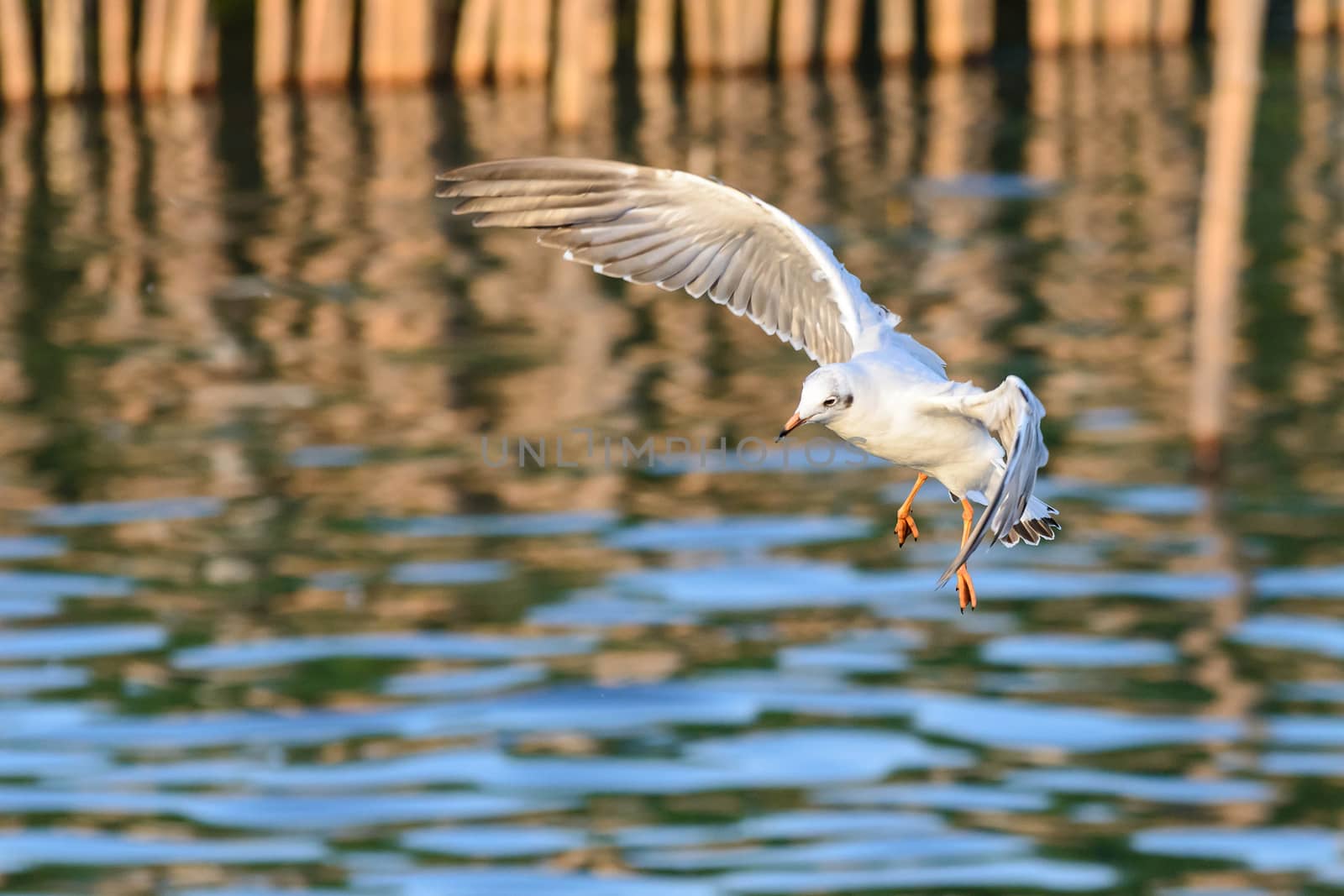 flying seagulls in action at Bangpoo Thailand by jakgree