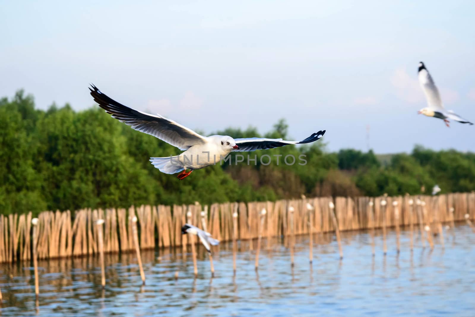 flying seagulls in action at Bangpoo Thailand by jakgree