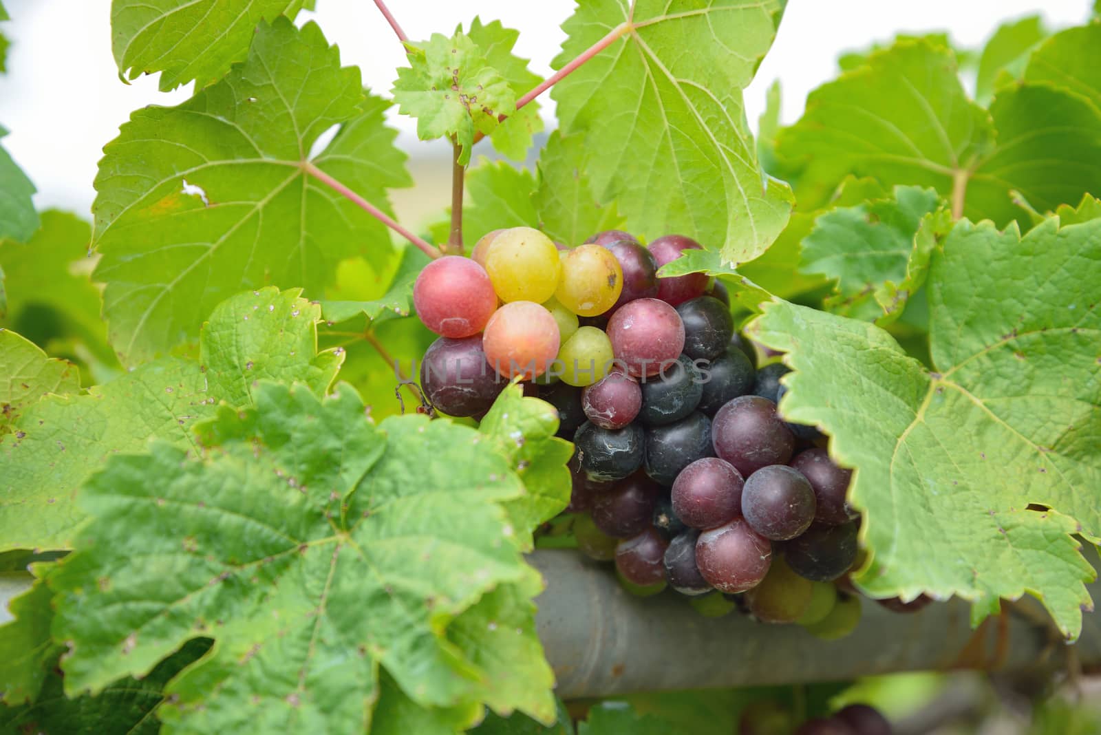 Grapes on the Vine 