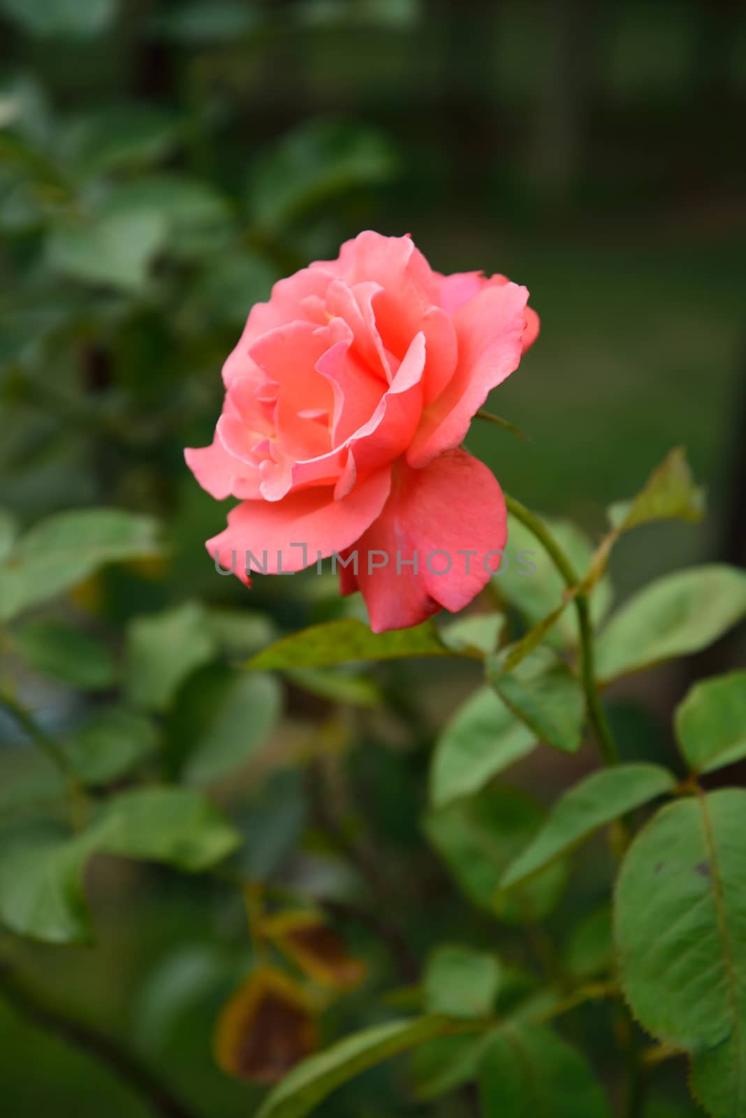 Roses on a bush in a garden 
