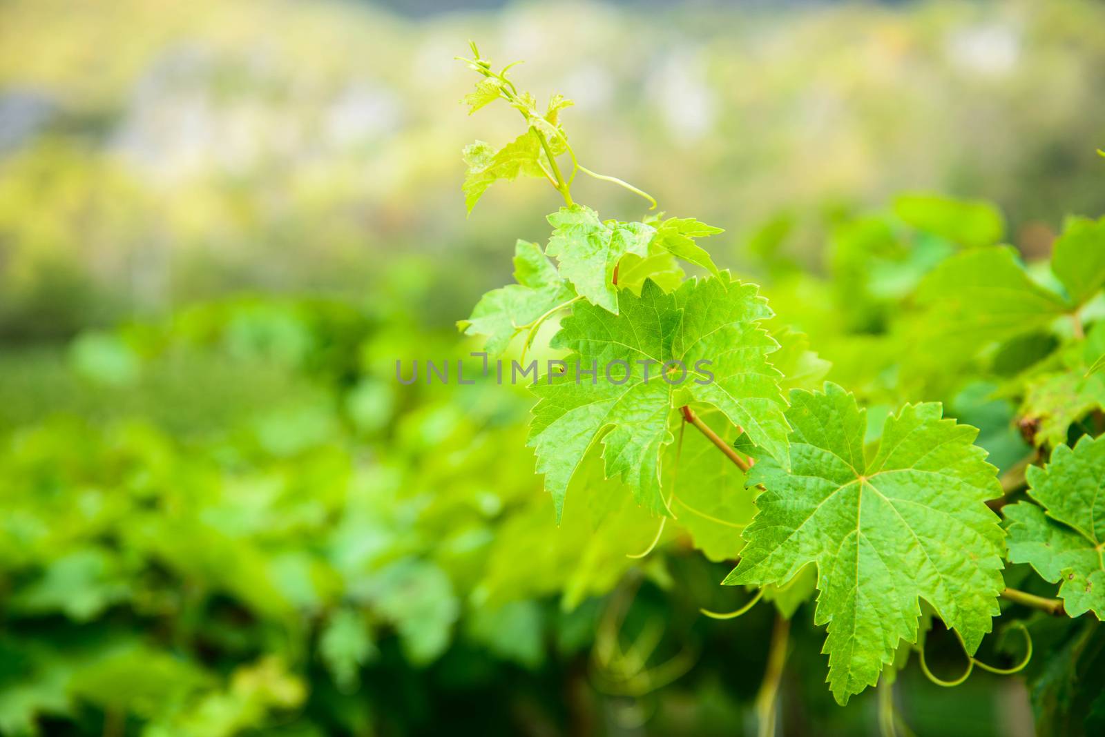 Bunch of green grapes leaves.