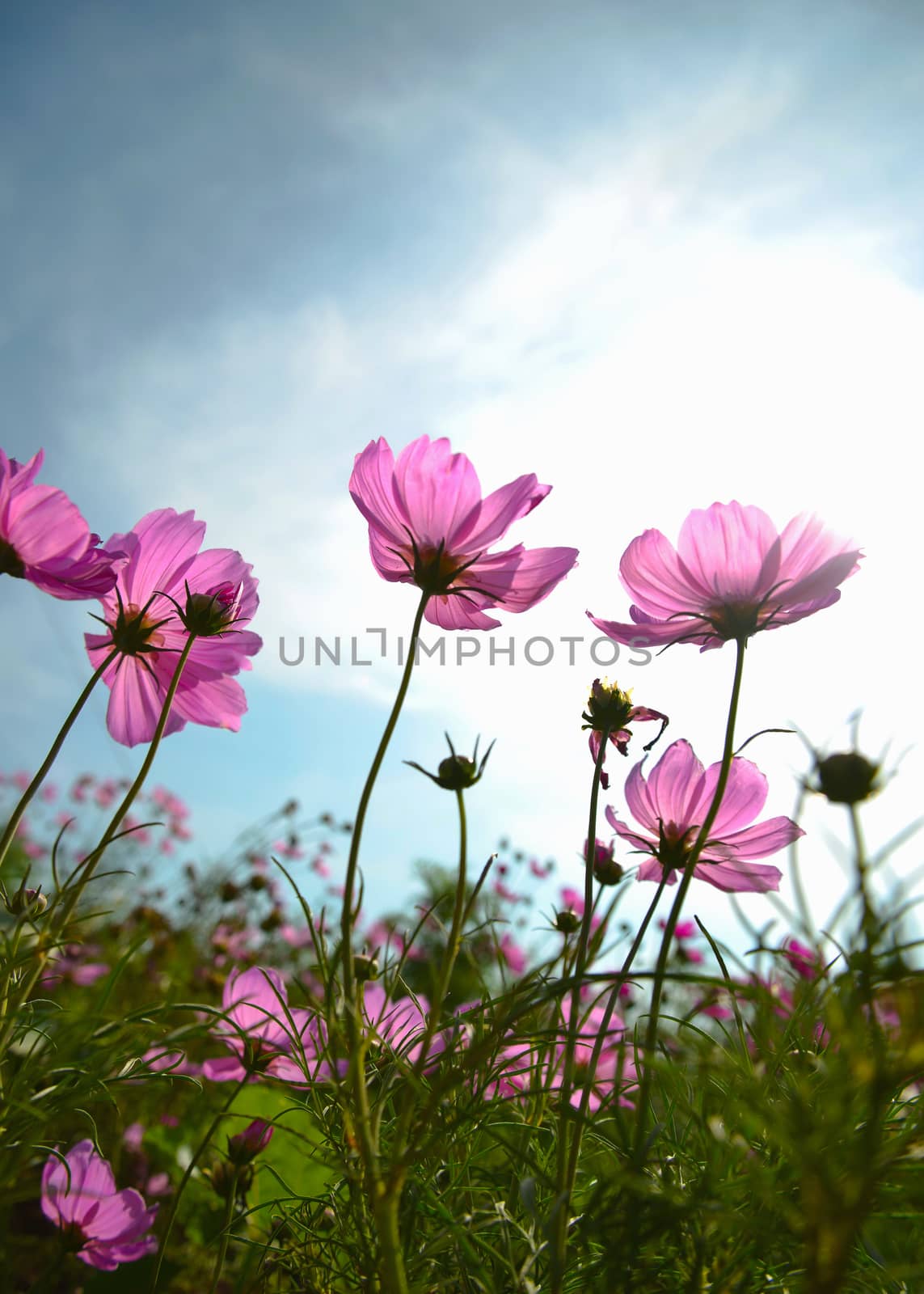 Cosmos flowers and sky 