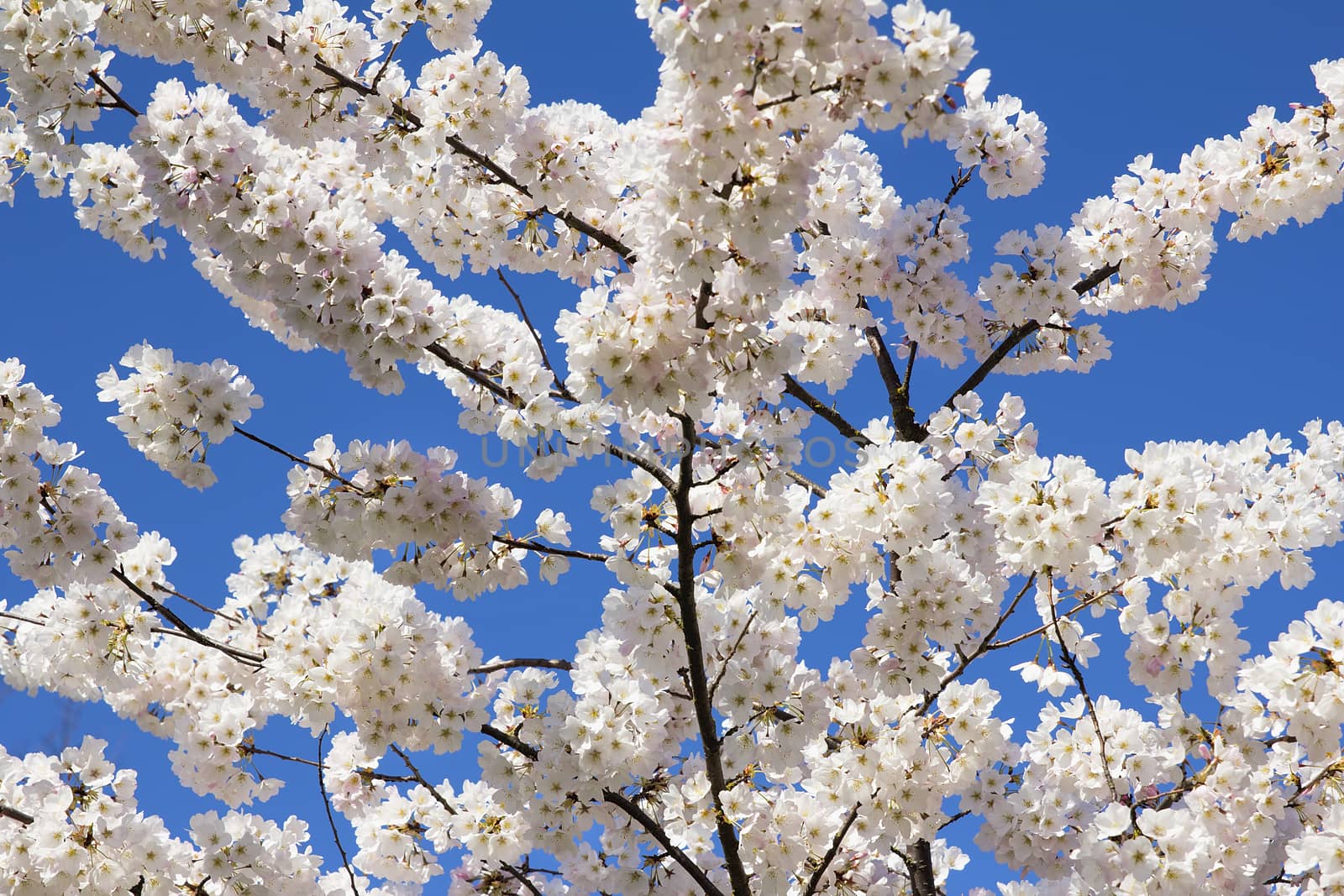 Cherry Blossoms Sakura Tree Branches Flowers in Full Bloom Against Blue Sky Closeup