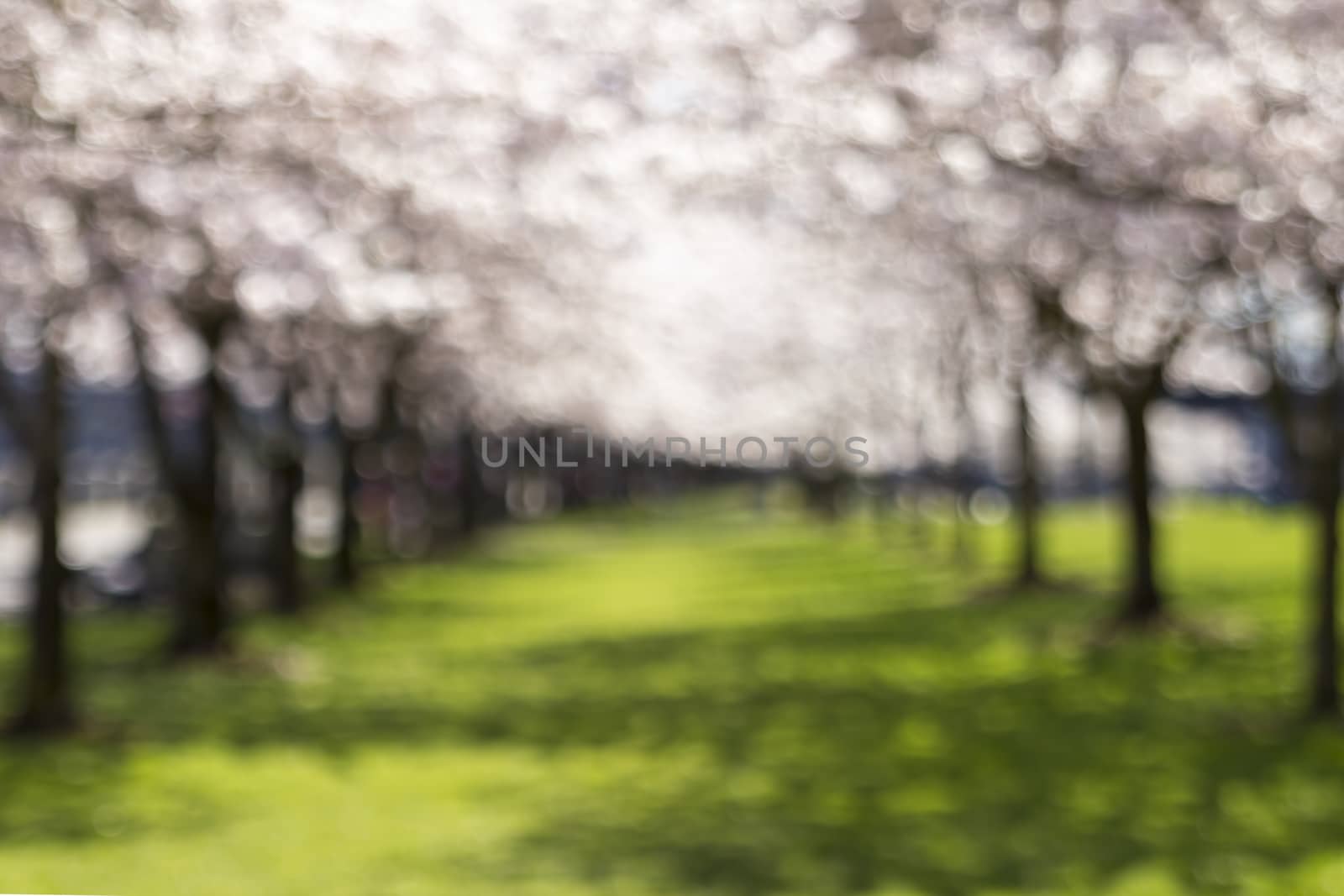 Two Rows of Trees at Portland Waterfront Park Blurred Defocused Background