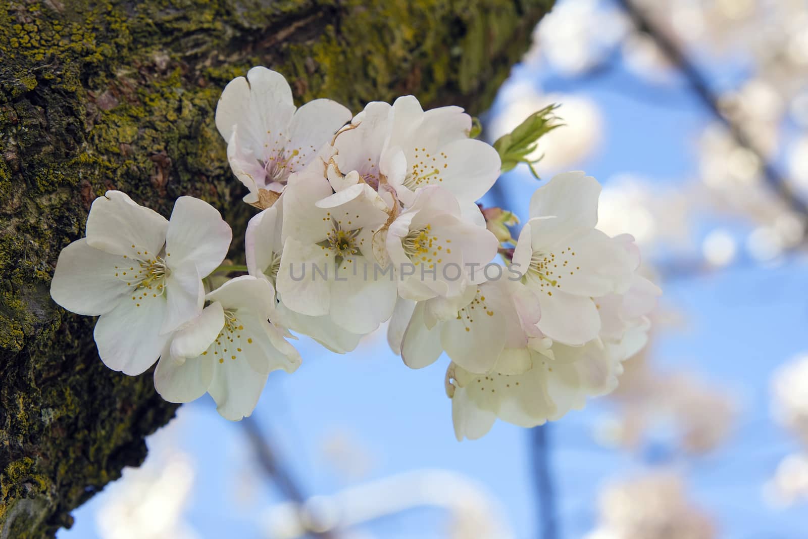 Cherry Blossoms Sakura Tree Flowers Blooming on Side of Tree Trunk Macro