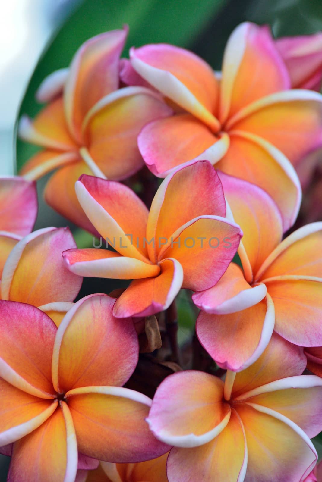 Branch of tropical flowers frangipani (plumeria) by jakgree