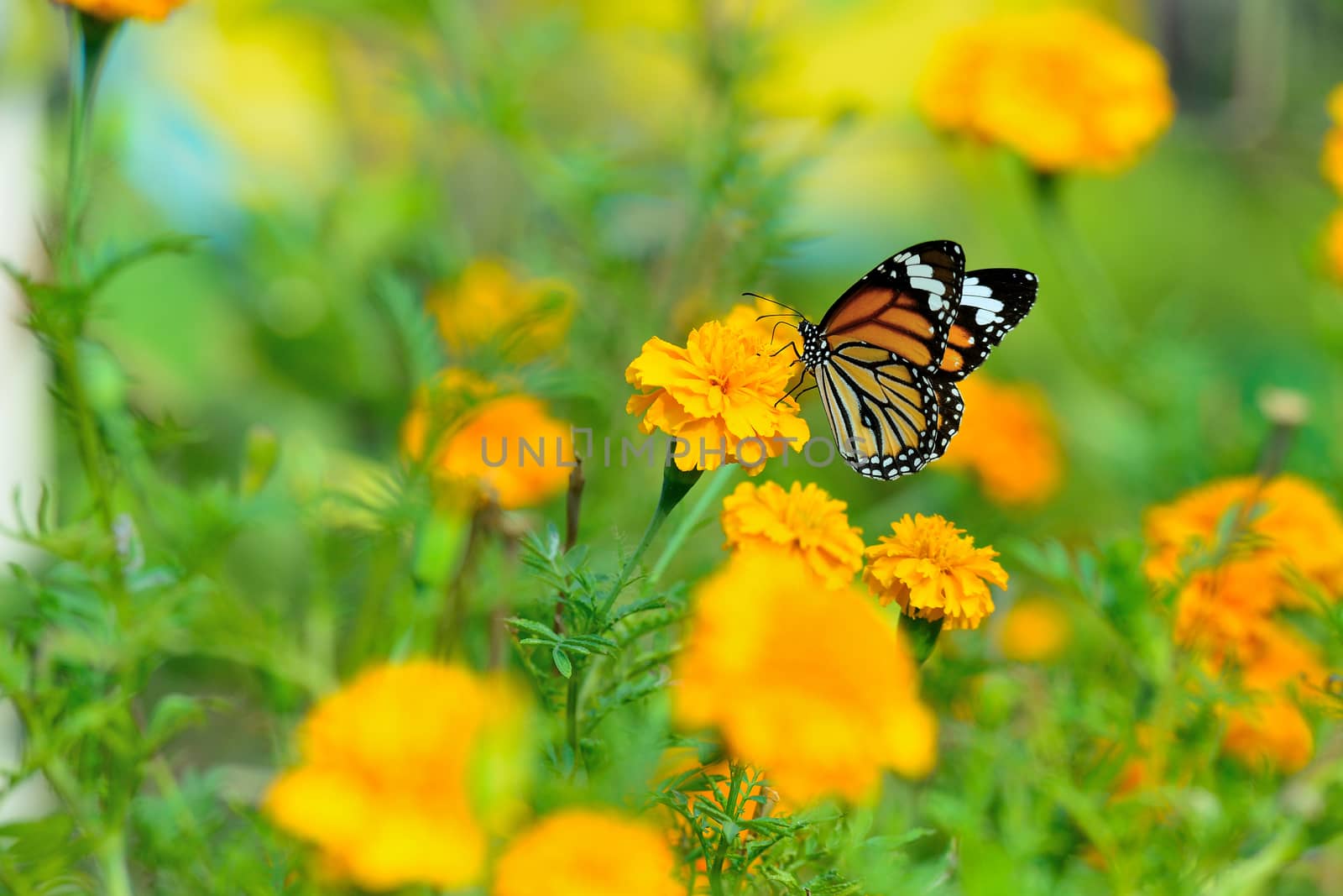 beautiful butterfly sitting in the flower by jakgree