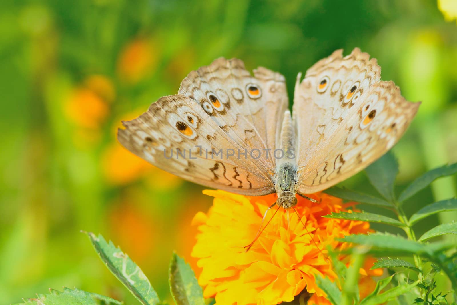 beautiful butterfly sitting in the flower