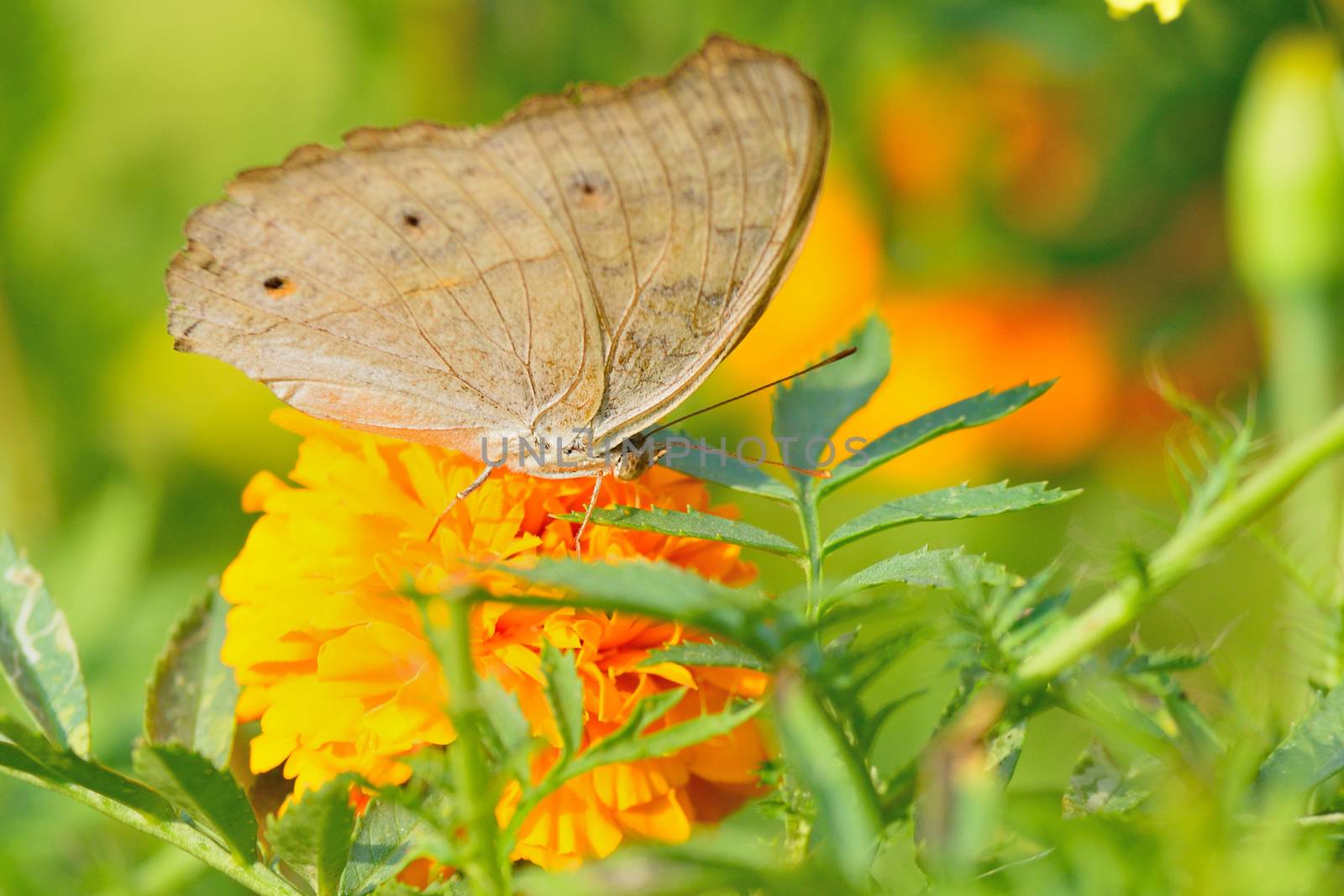 beautiful butterfly sitting in the flower by jakgree