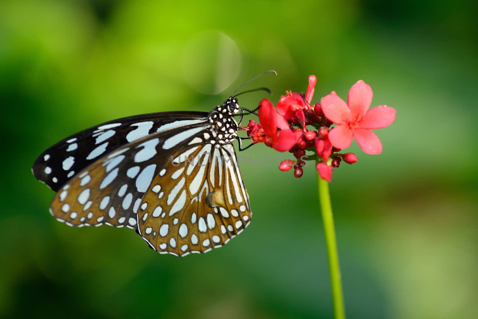 beautiful butterfly sitting in the flower