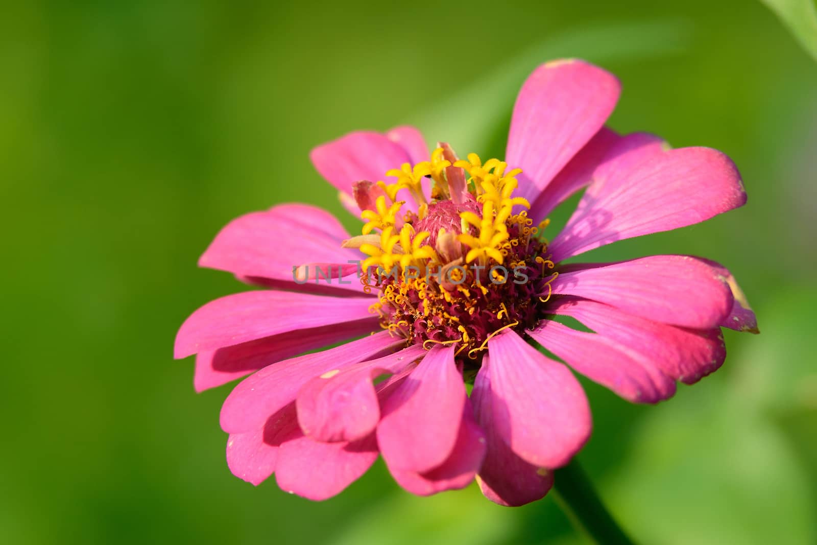 pink Zinnia by jakgree