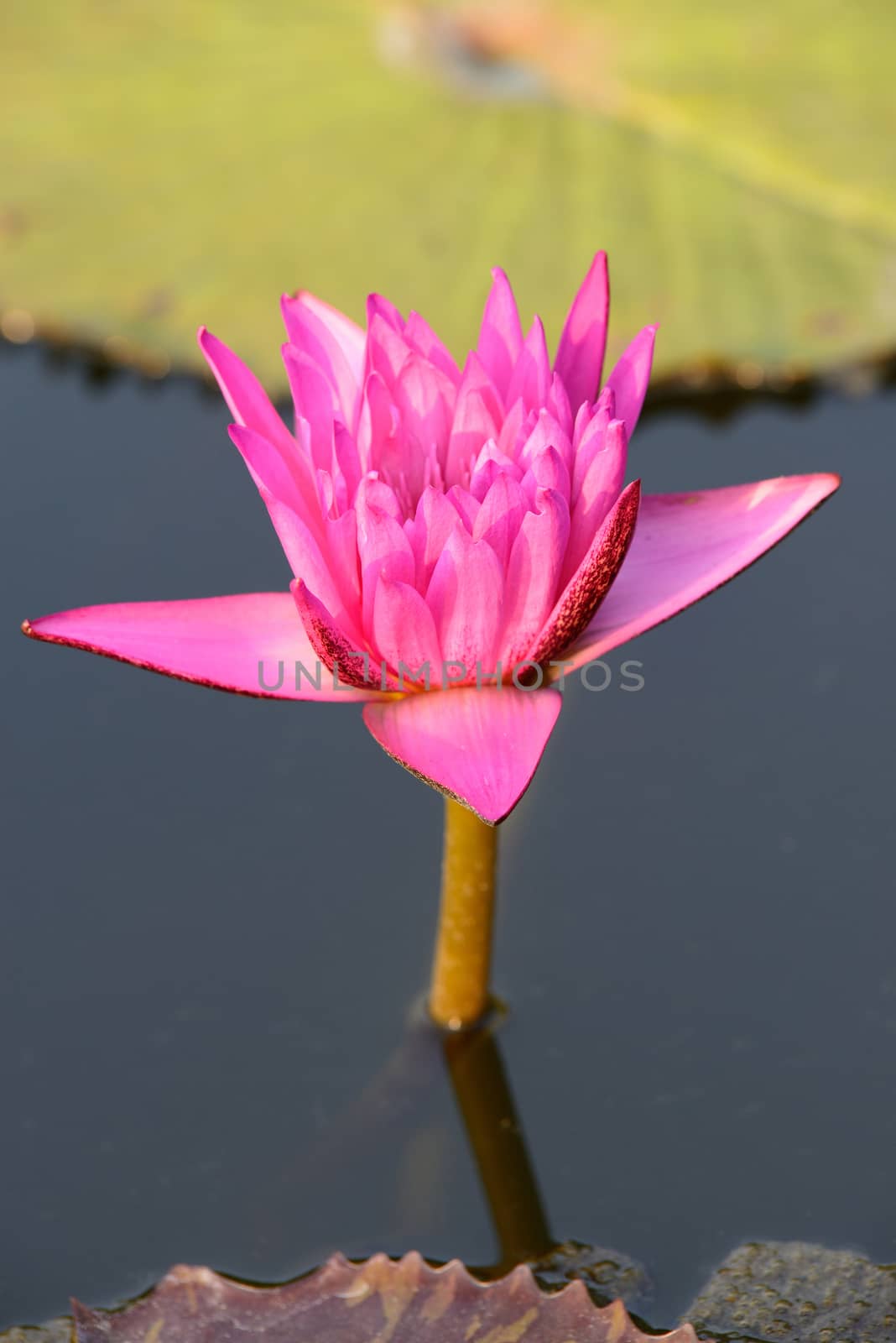 Close-up of colorful pink water lily by jakgree
