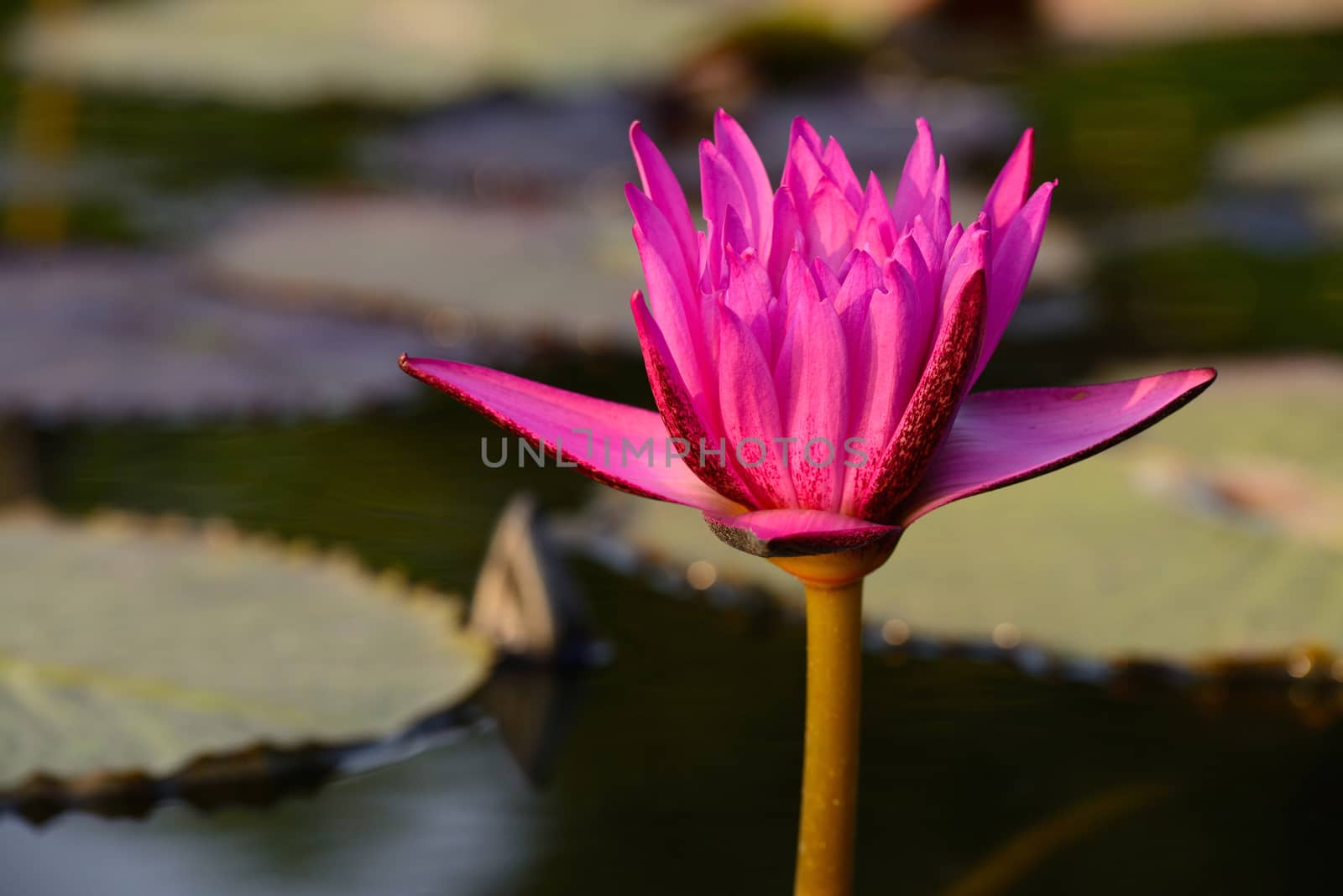 Close-up of colorful pink water lily by jakgree
