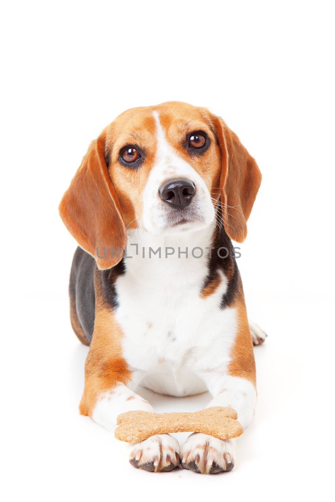 obedient dog getting training holding biscuit in paws