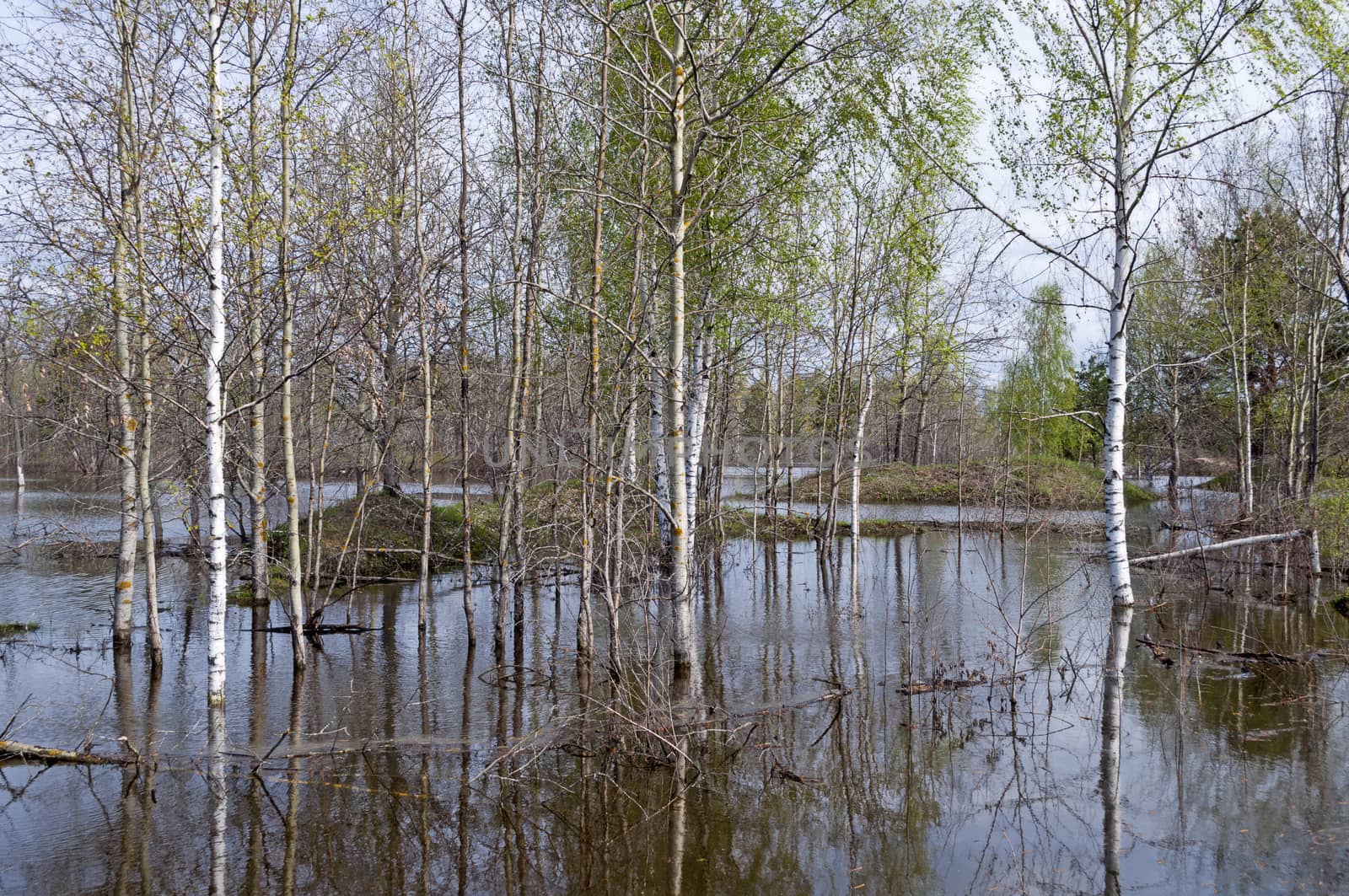 Trees standing in water during a spring flood