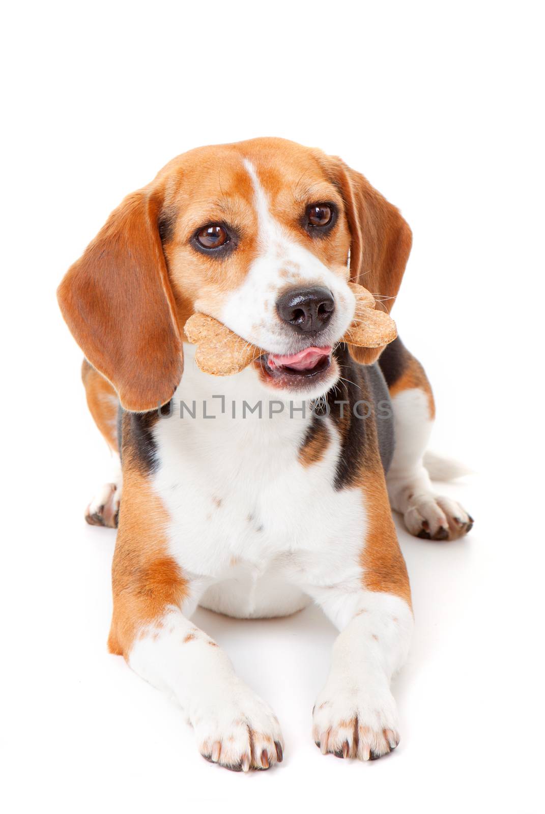 beagle dog with bone shaped dog biscuit