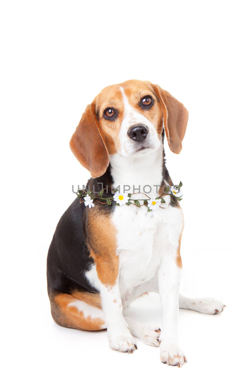 pet beagle dog with flowers.