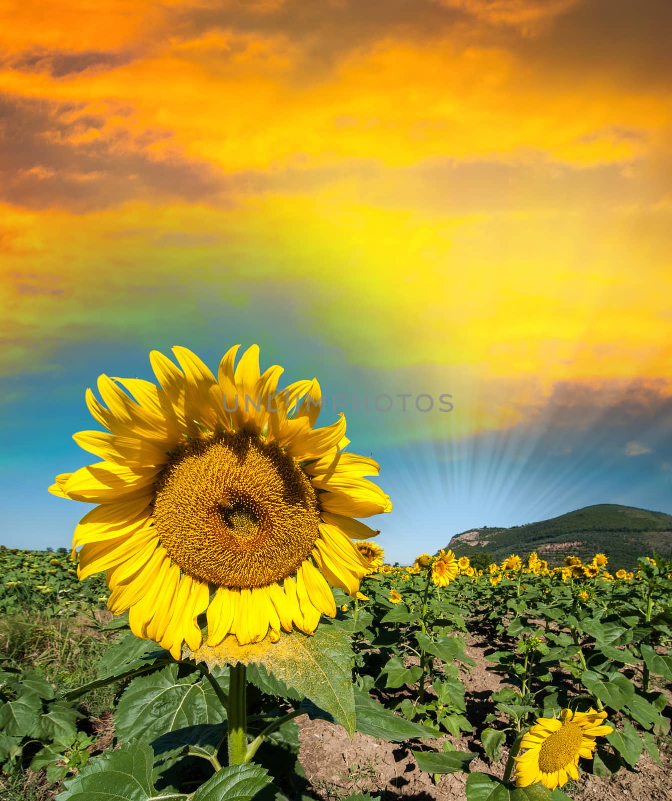 Beautiful sunflower on a field in summer.