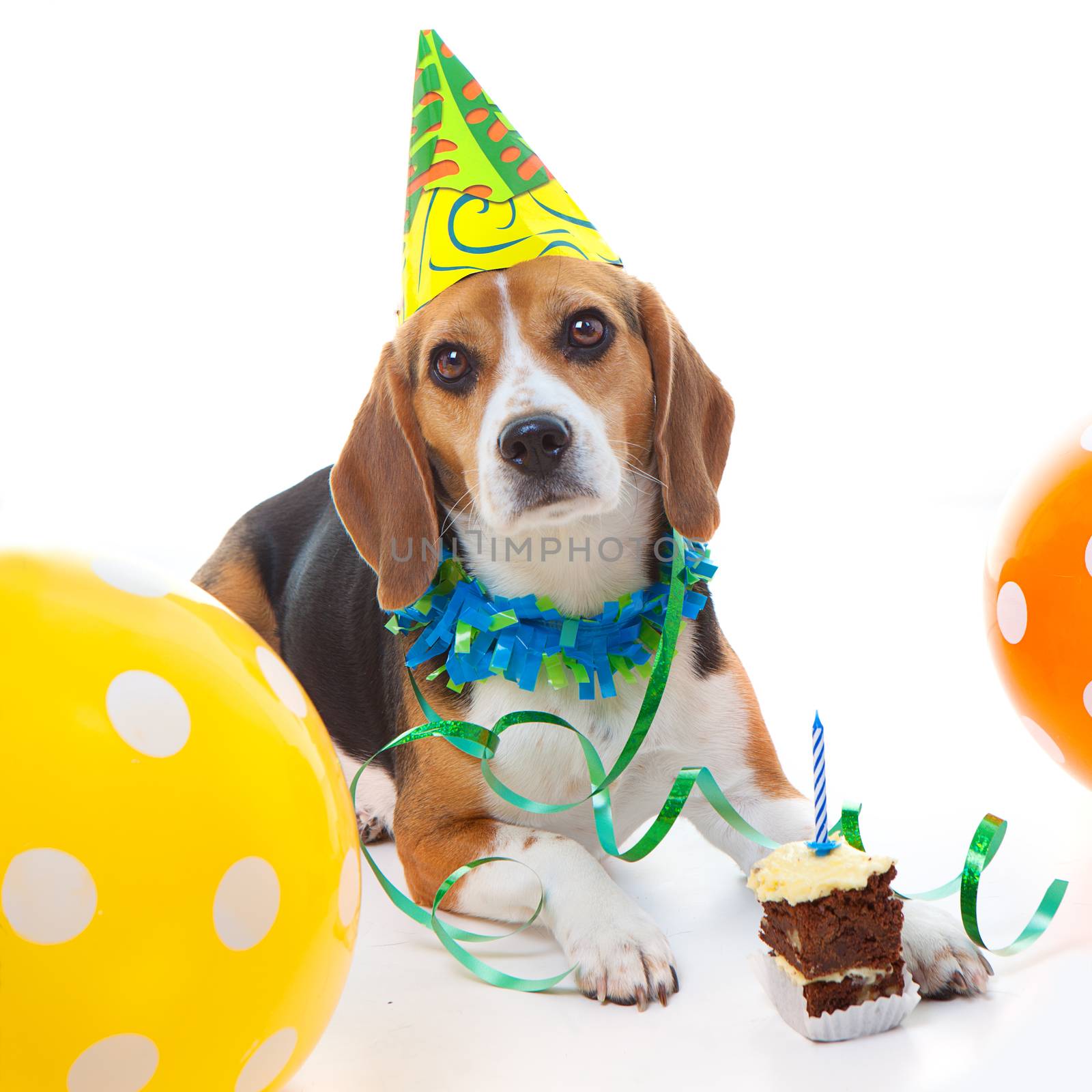 pet beagle dog  first birthday party  celebration with cake hat and balloons