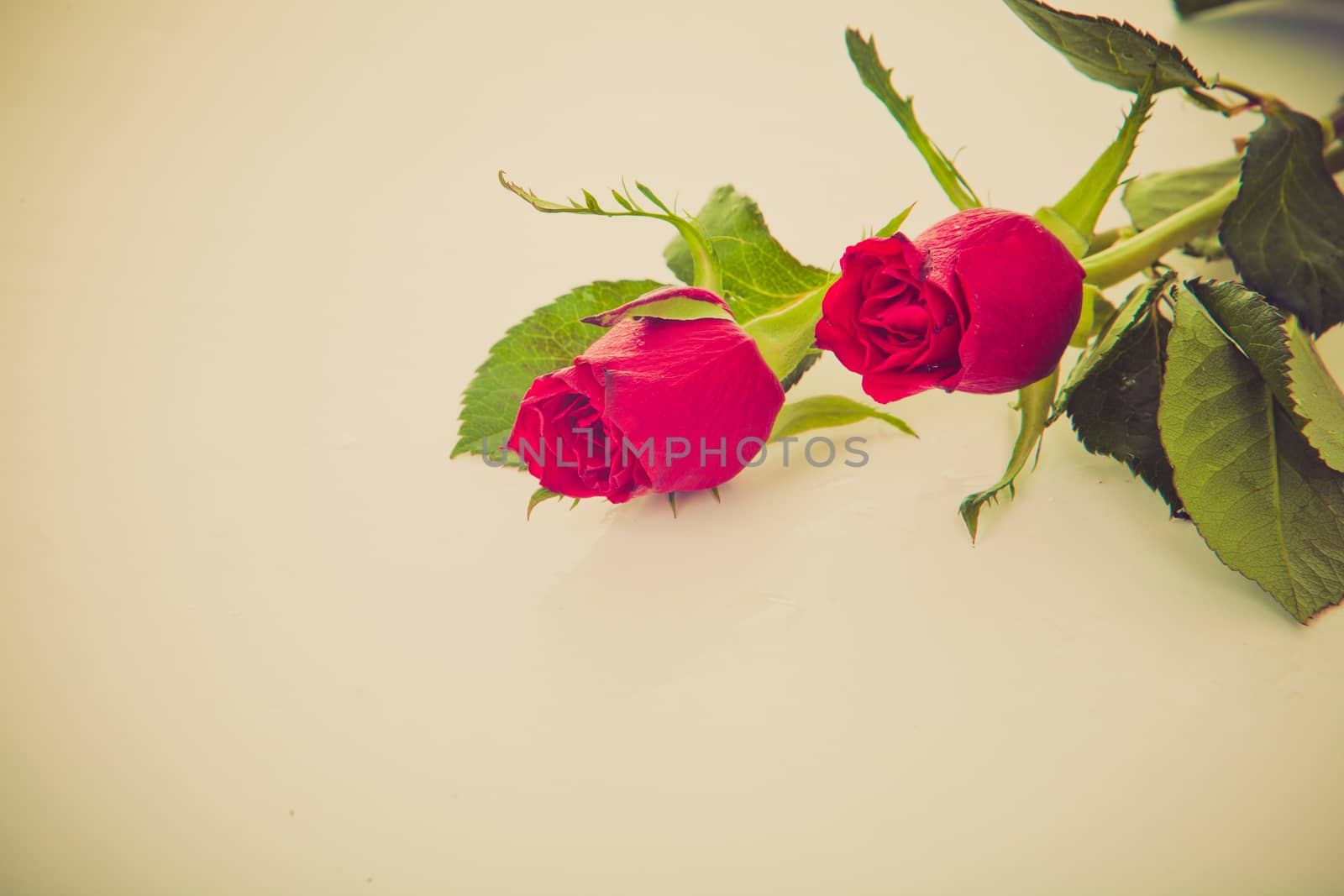 two roses against retro vintage background