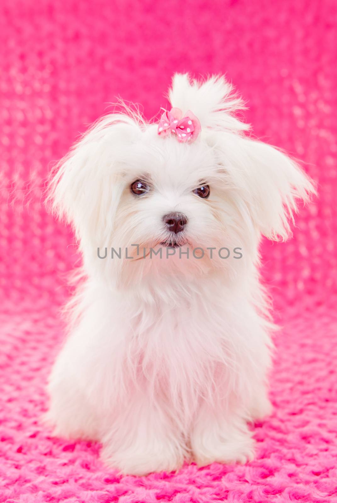cute maltese puppy dog with pink bow