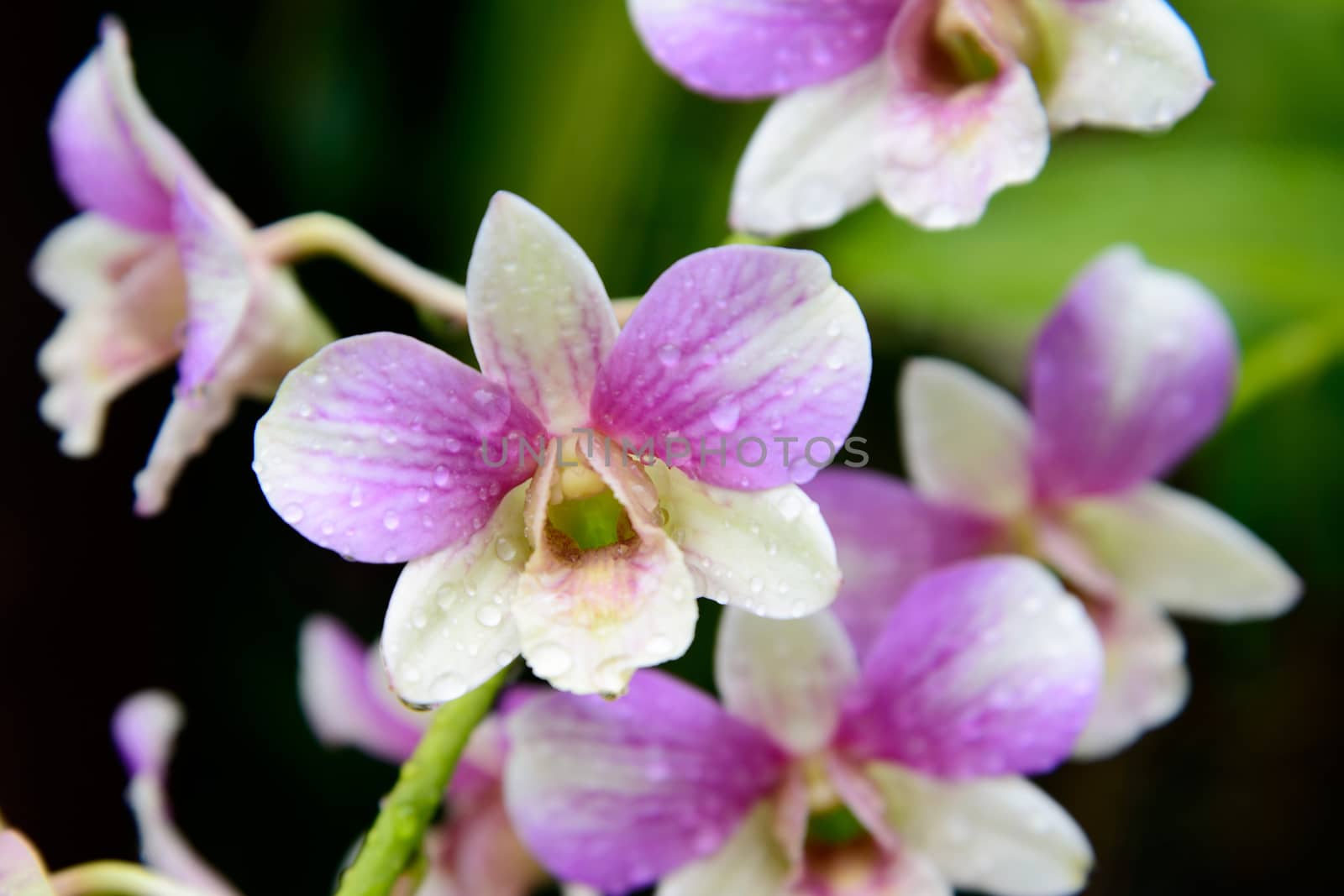 Flowers Orchid ( Dendrobium pink ) on green leaves background by jakgree